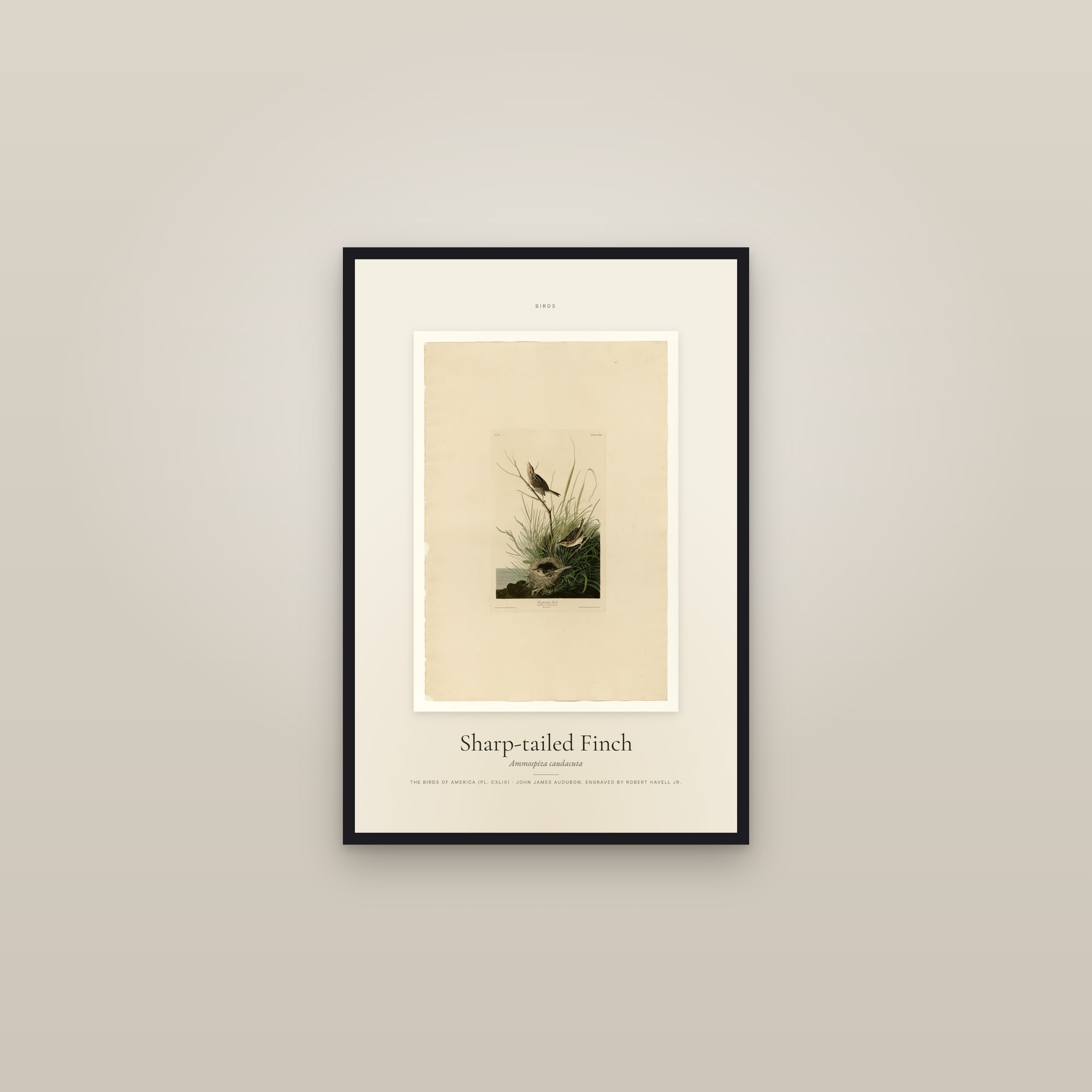 Sharp-tailed Finch — Specimen — framed in a gallery setting