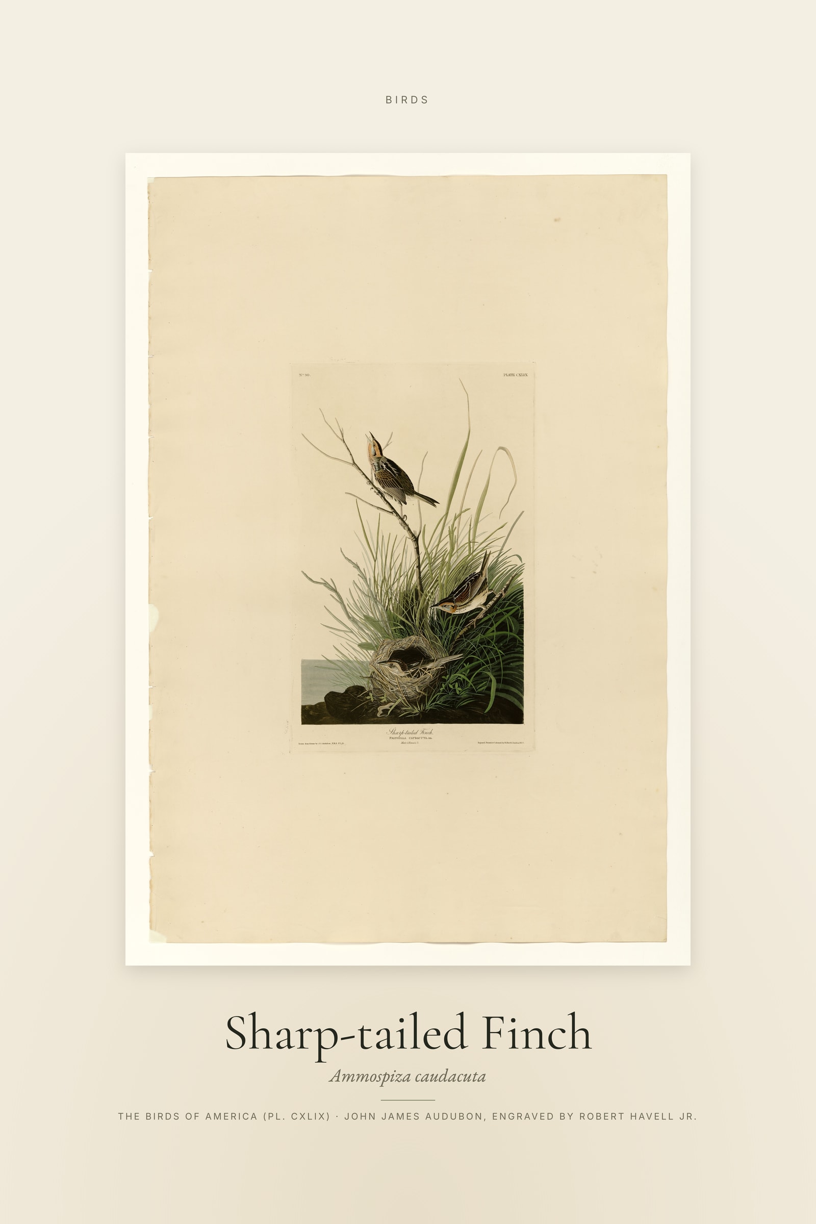 Sharp-tailed Finch — Specimen