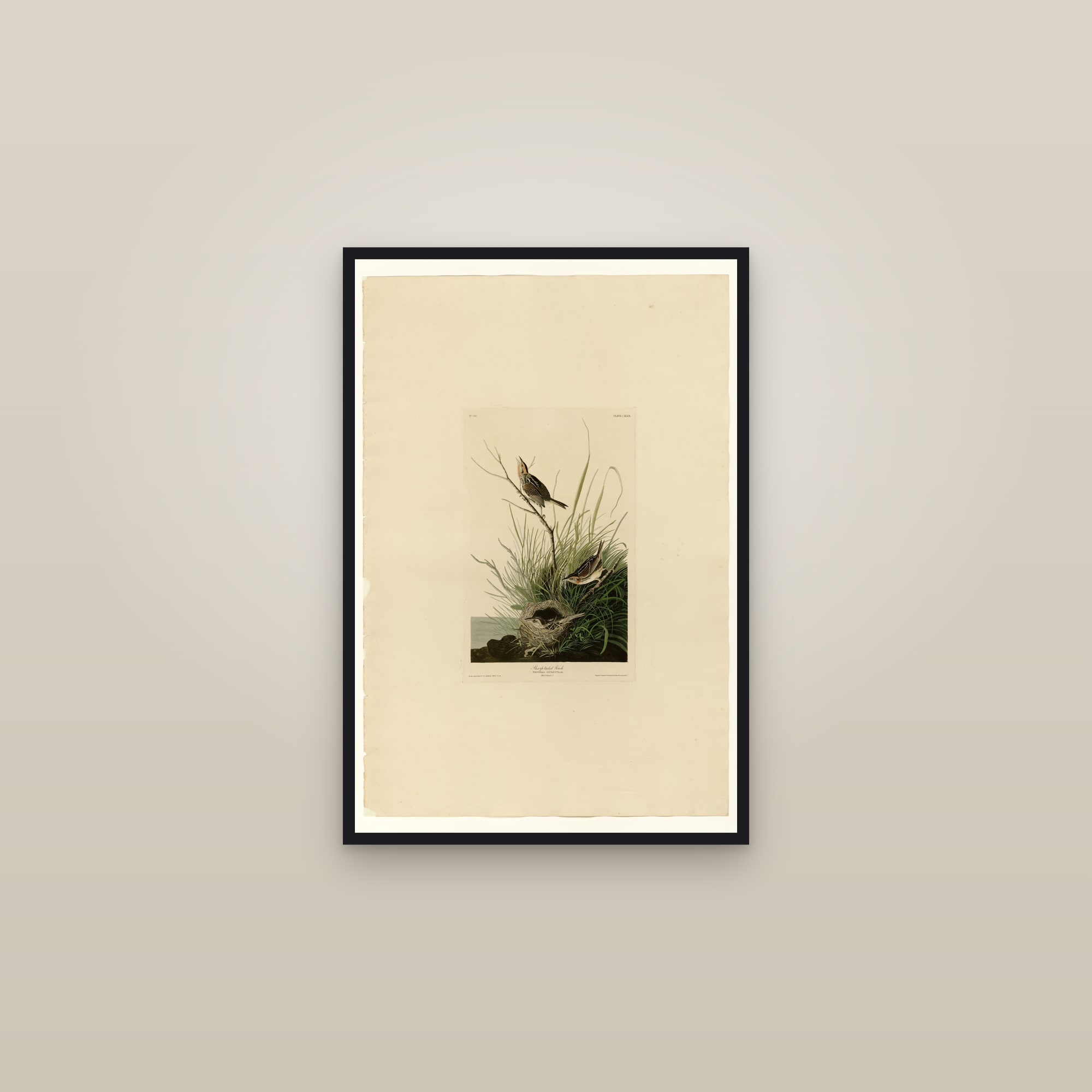 Sharp-tailed Finch — framed in a gallery setting