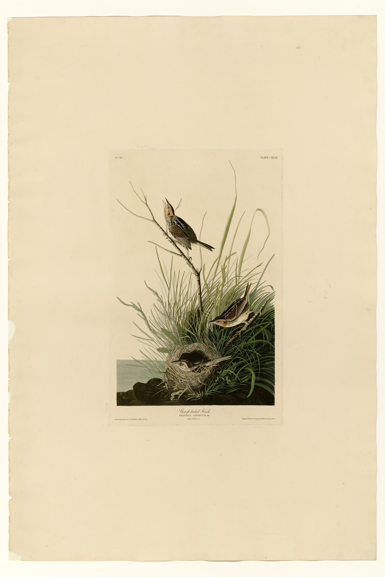 Sharp-tailed Finch