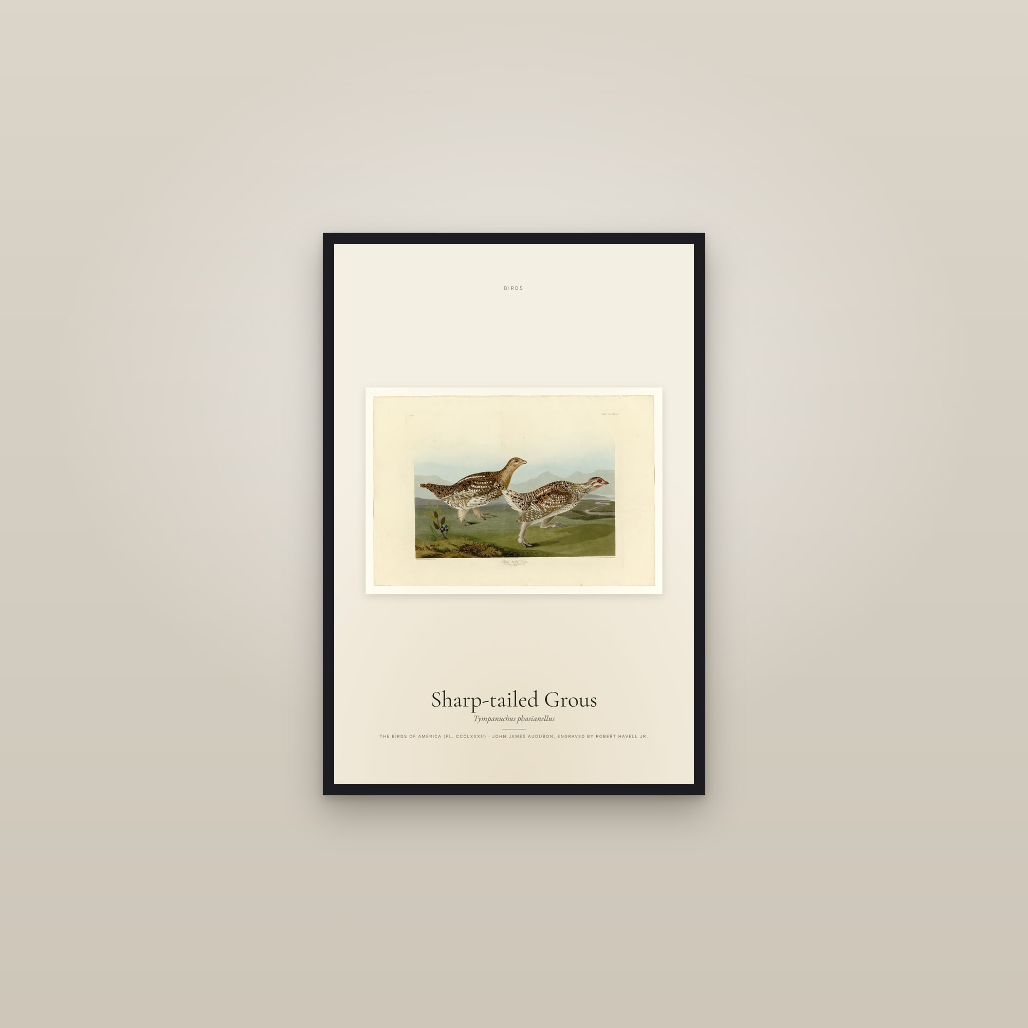 Sharp-tailed Grous — framed in a gallery setting