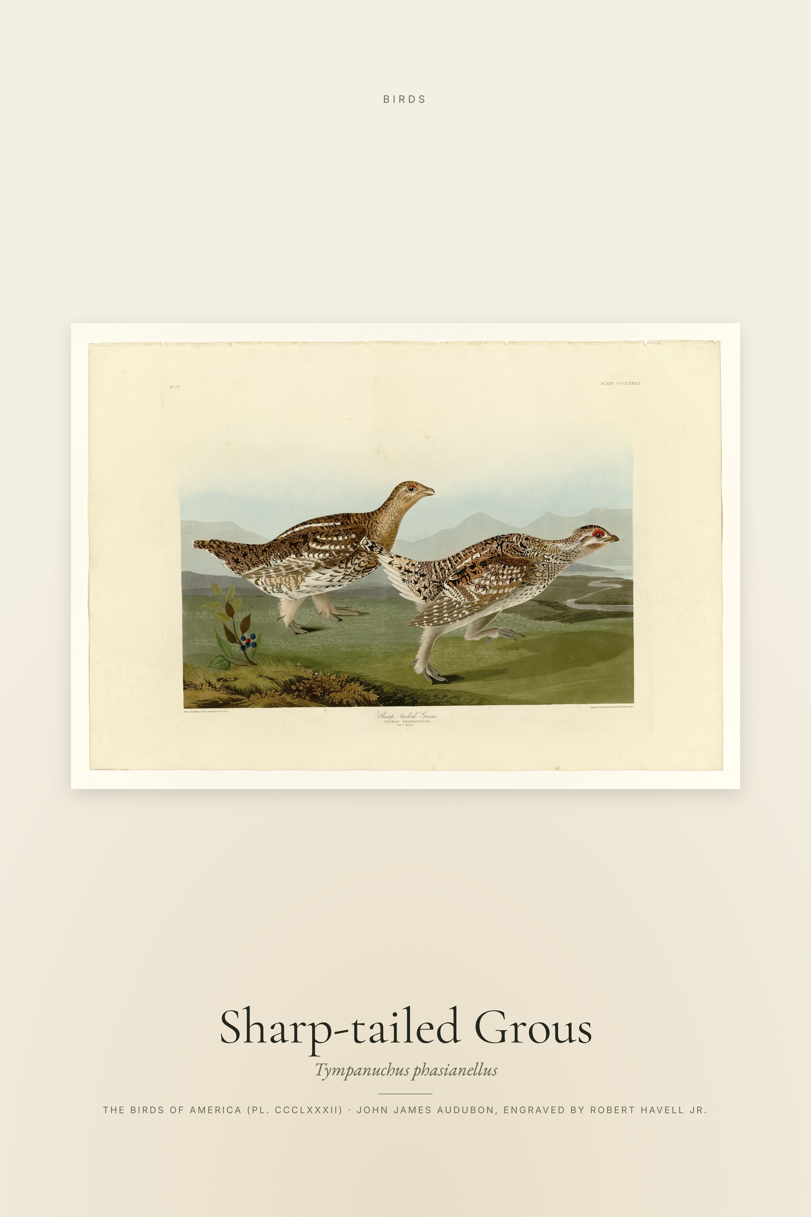 Sharp-tailed Grous