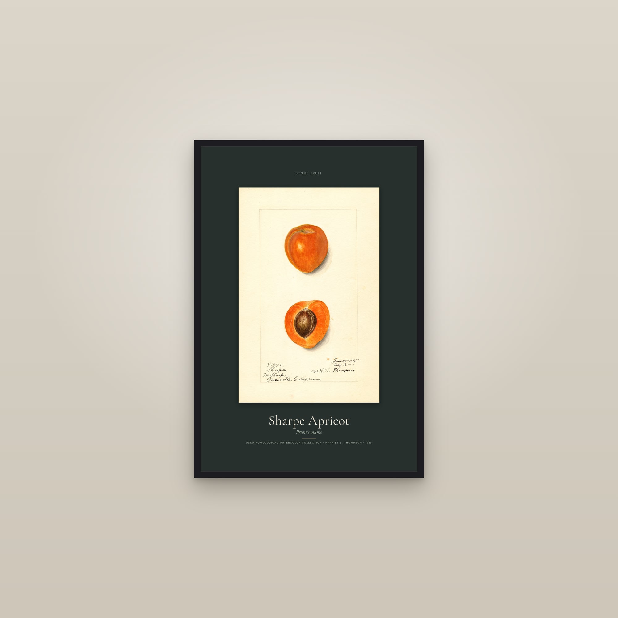 Sharpe Apricot — Specimen — framed in a gallery setting