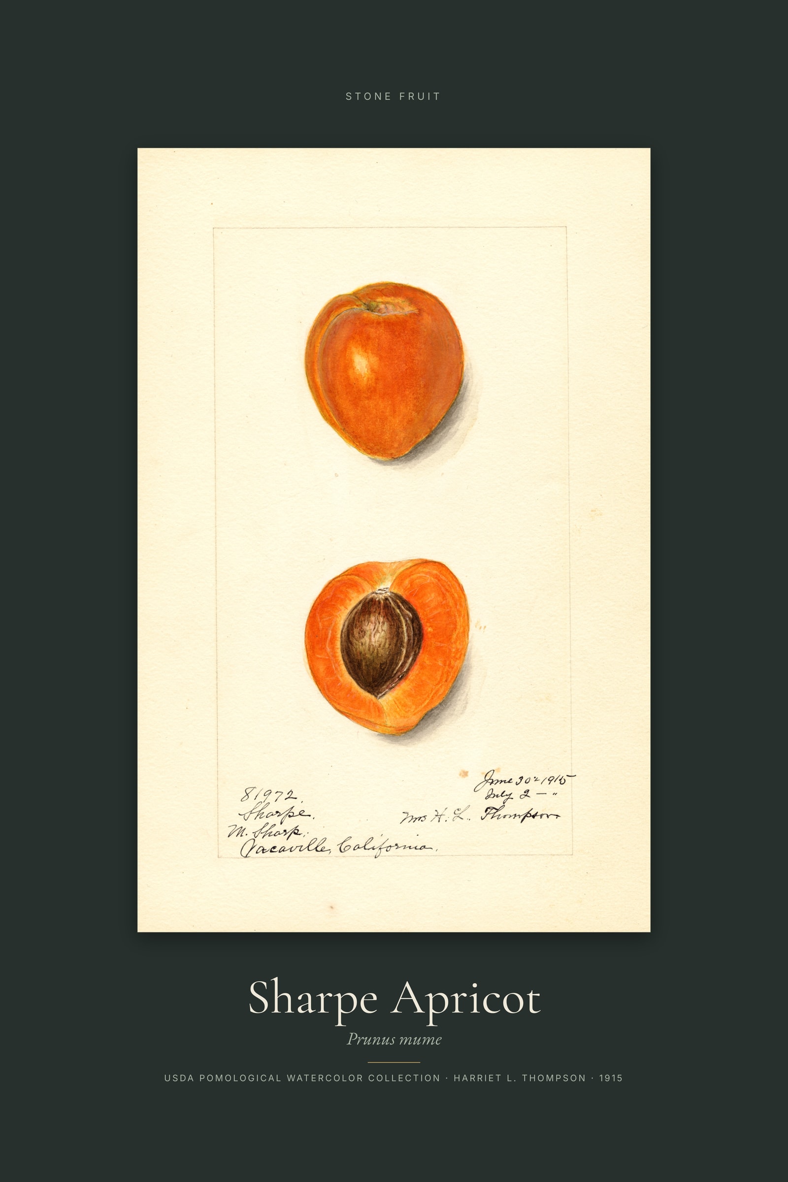 Sharpe Apricot — Specimen