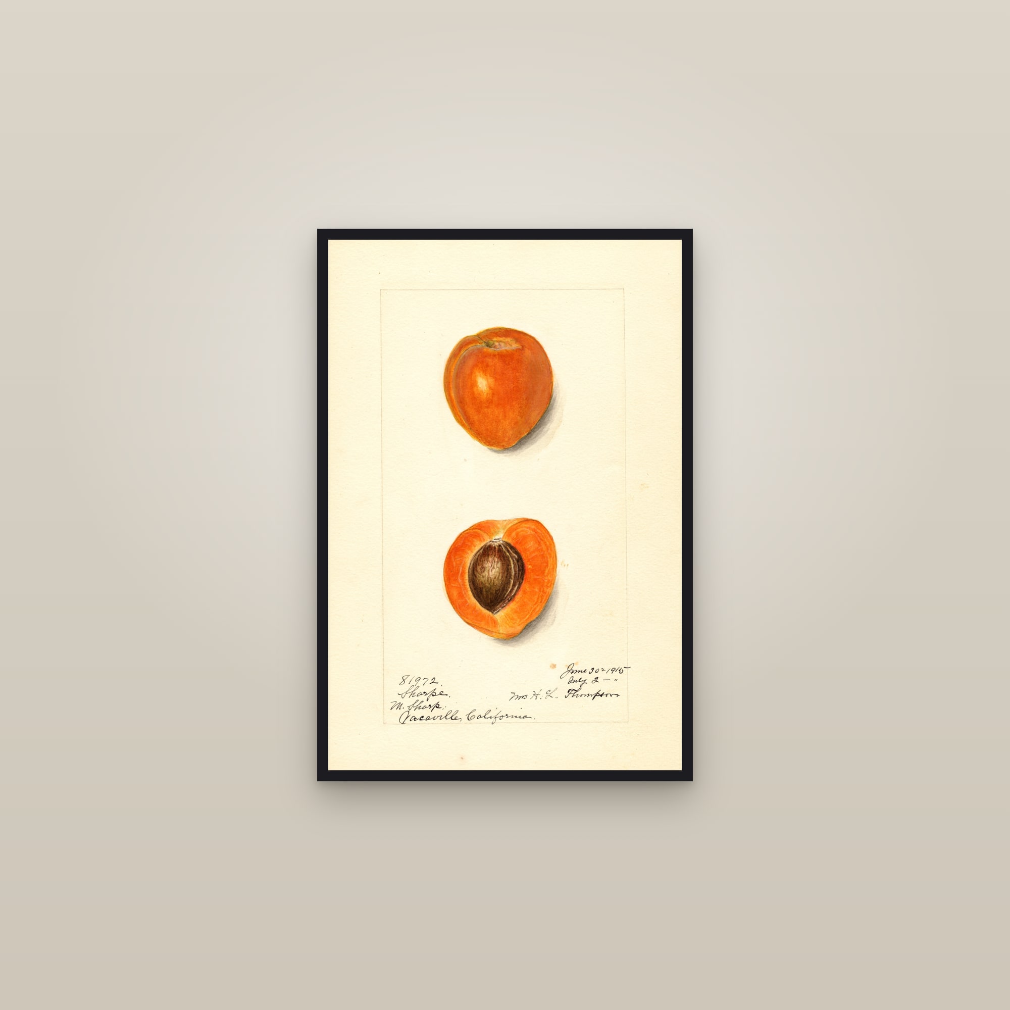 Sharpe Apricot — framed in a gallery setting