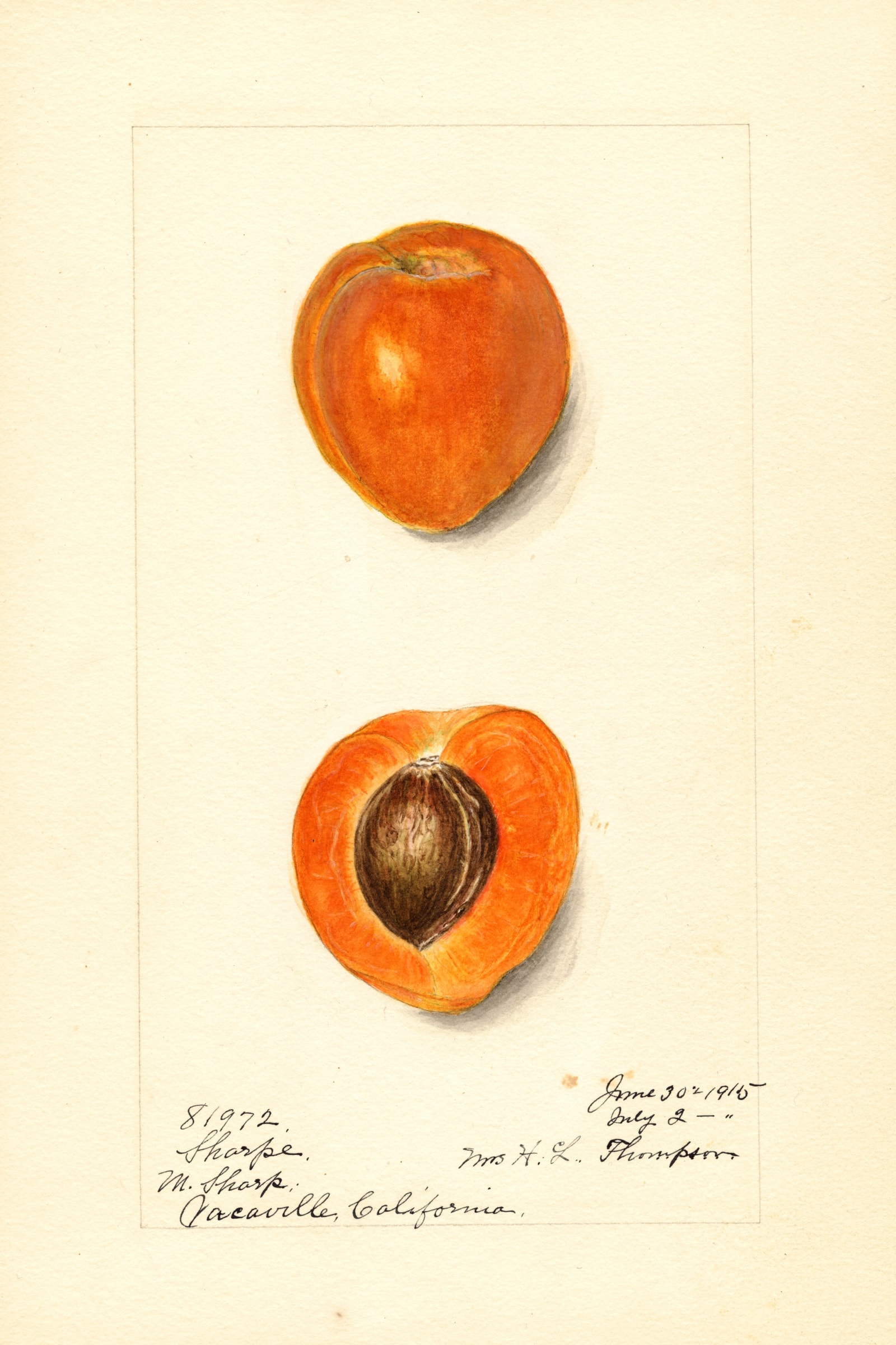 Sharpe Apricot