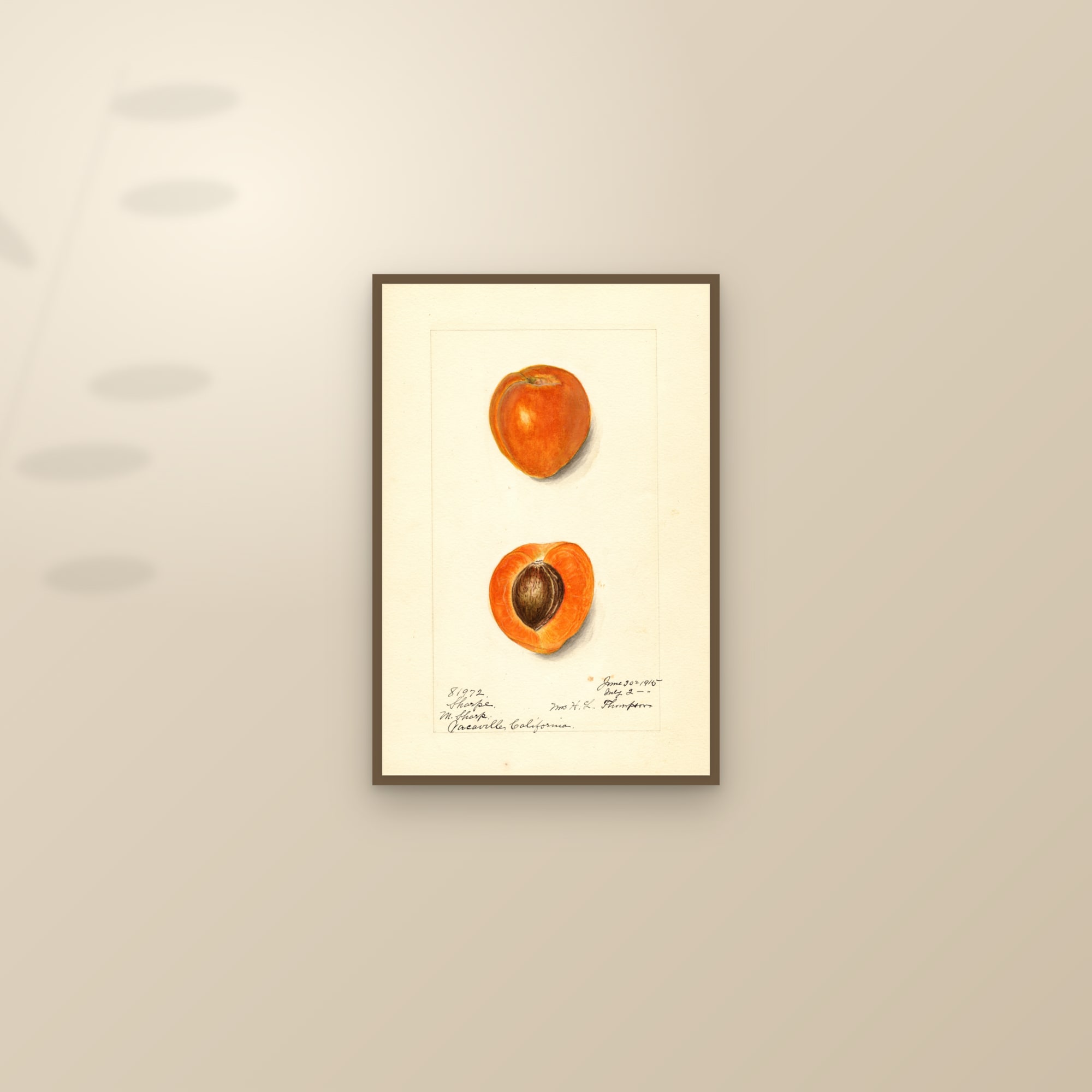 Sharpe Apricot — framed and styled on a sunlit wall