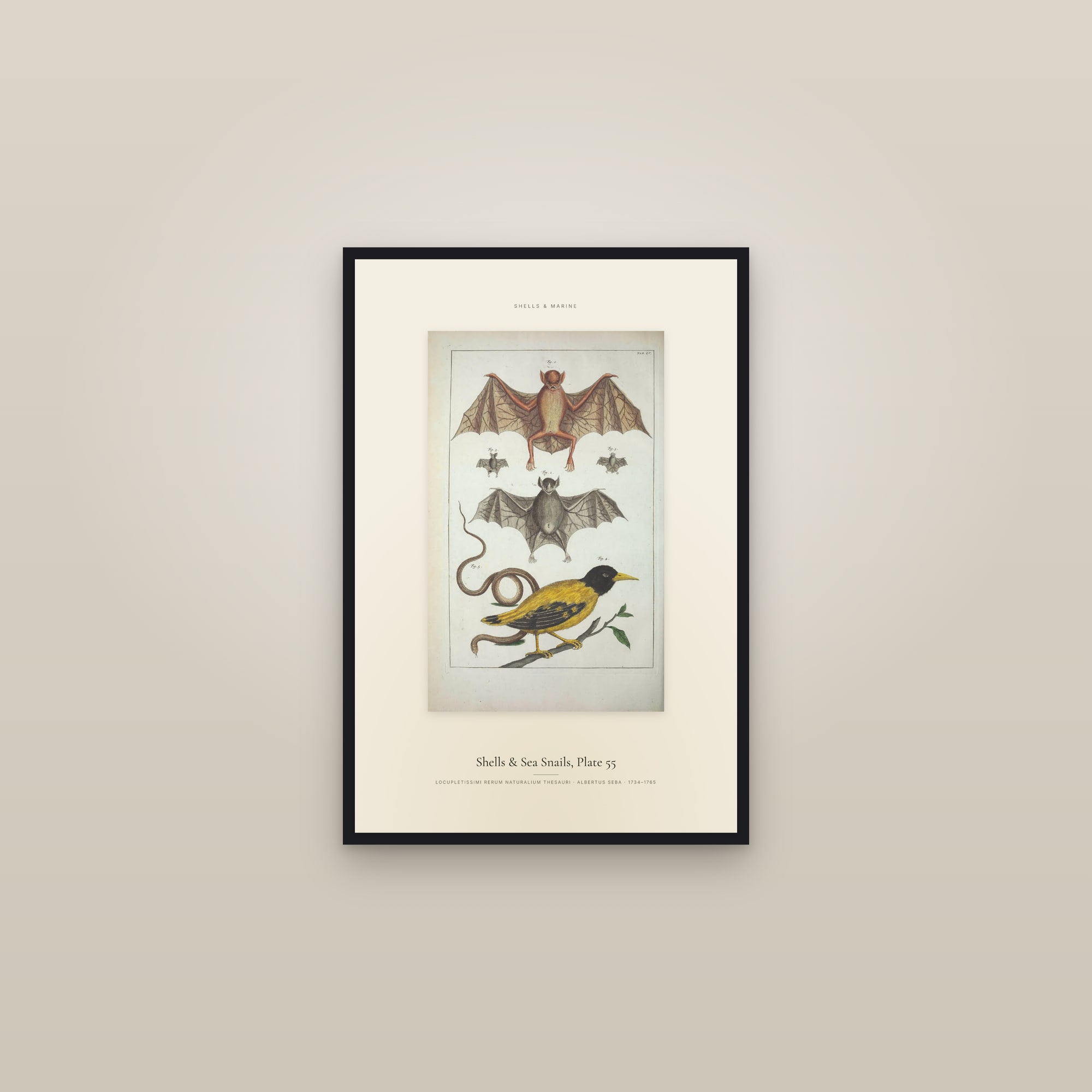 Shells & Sea Snails, Plate 55 — Specimen — framed in a gallery setting