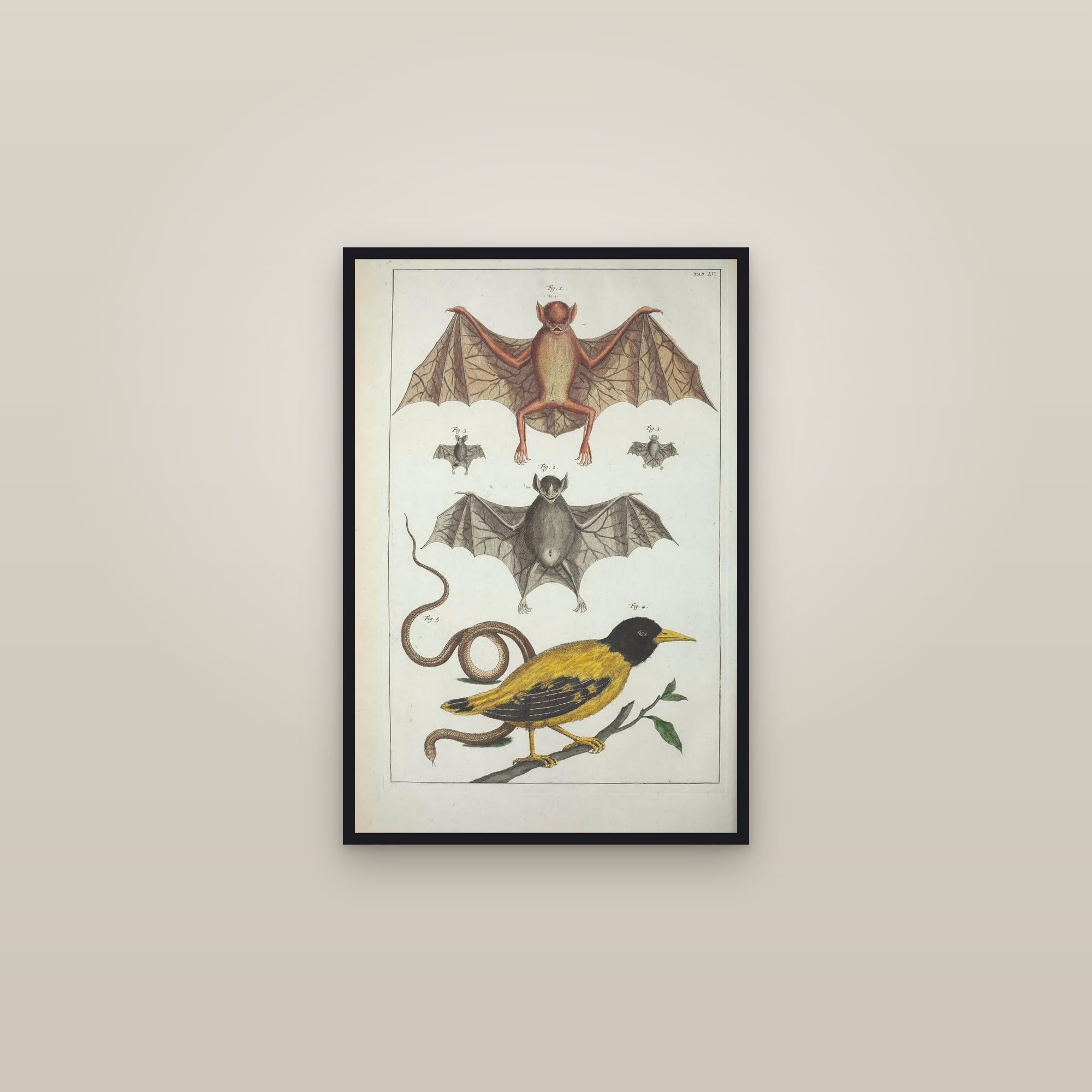 Shells & Sea Snails, Plate 55 — framed in a gallery setting