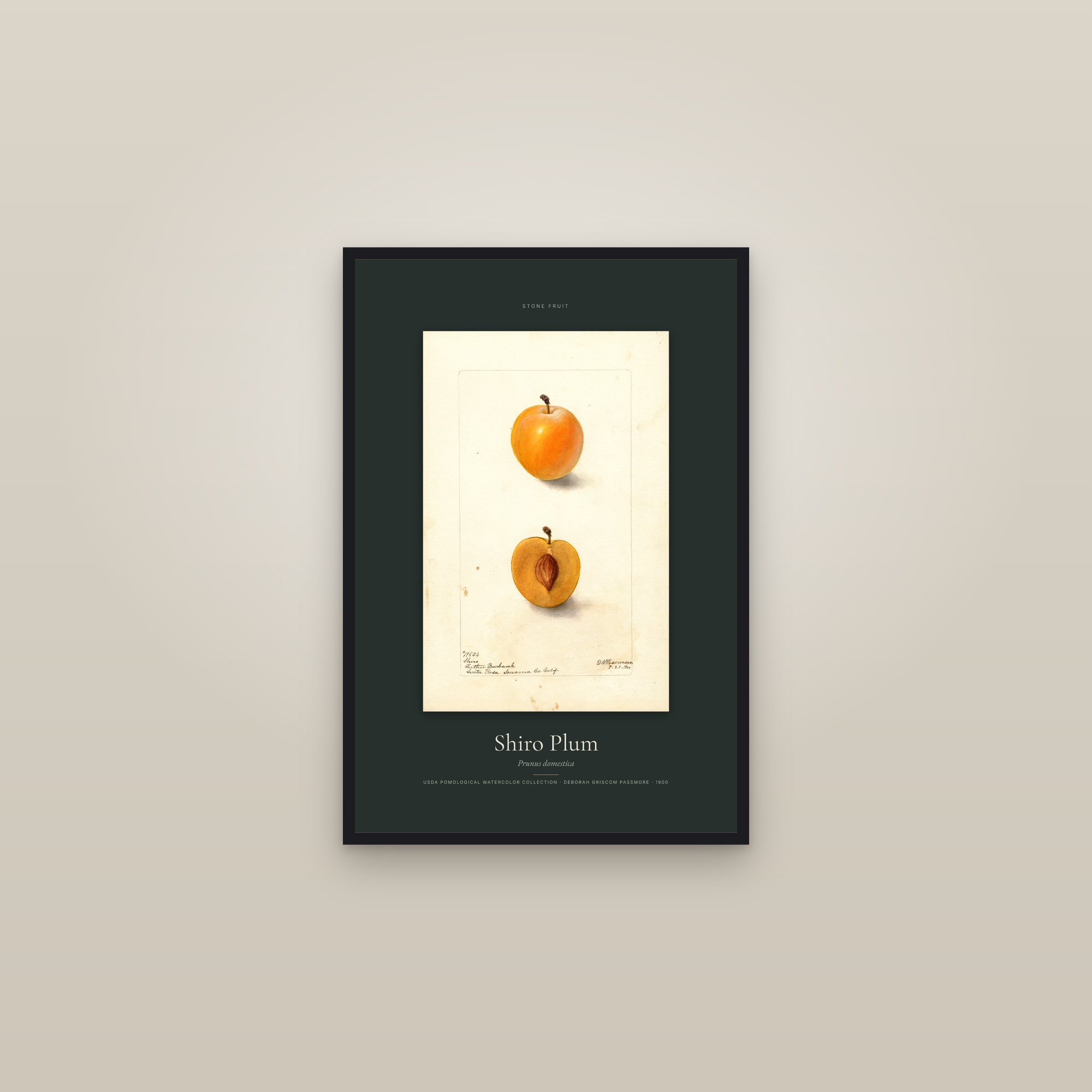 Shiro Plum — Specimen — framed in a gallery setting