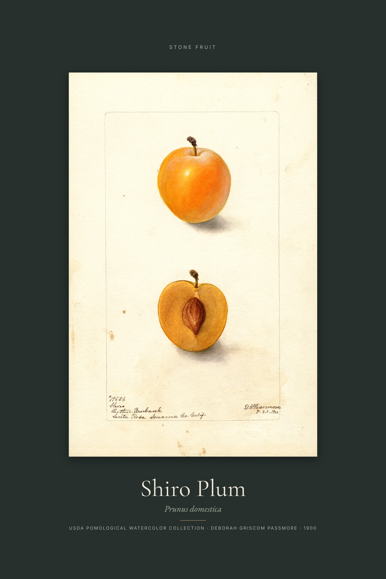 Shiro Plum — Specimen