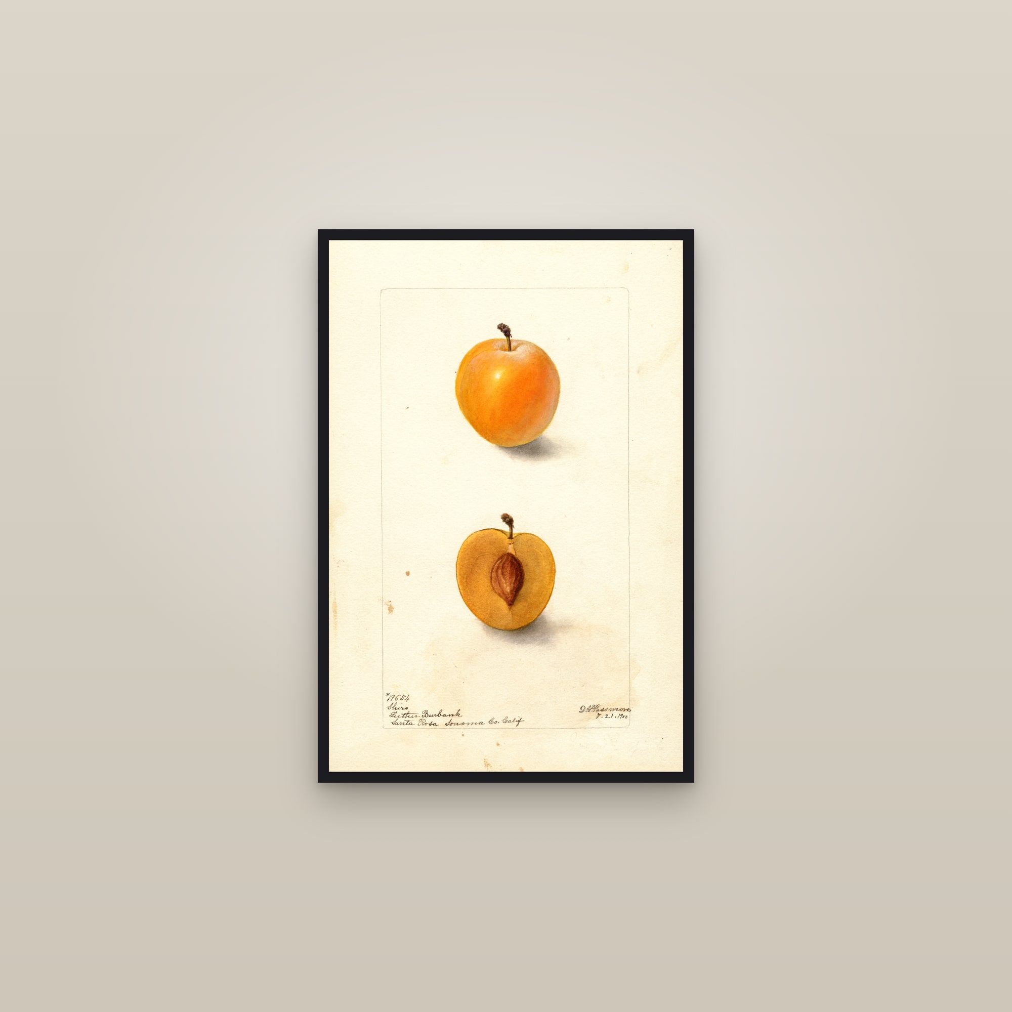 Shiro Plum — framed in a gallery setting