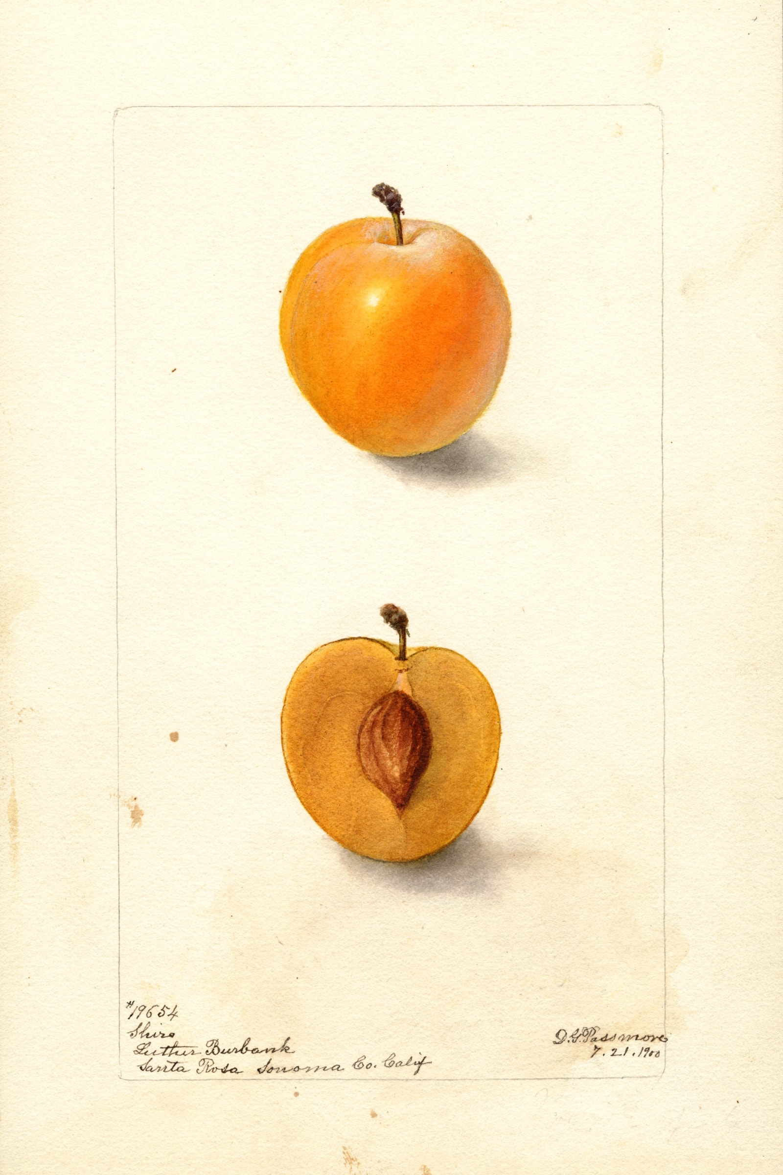 Shiro Plum