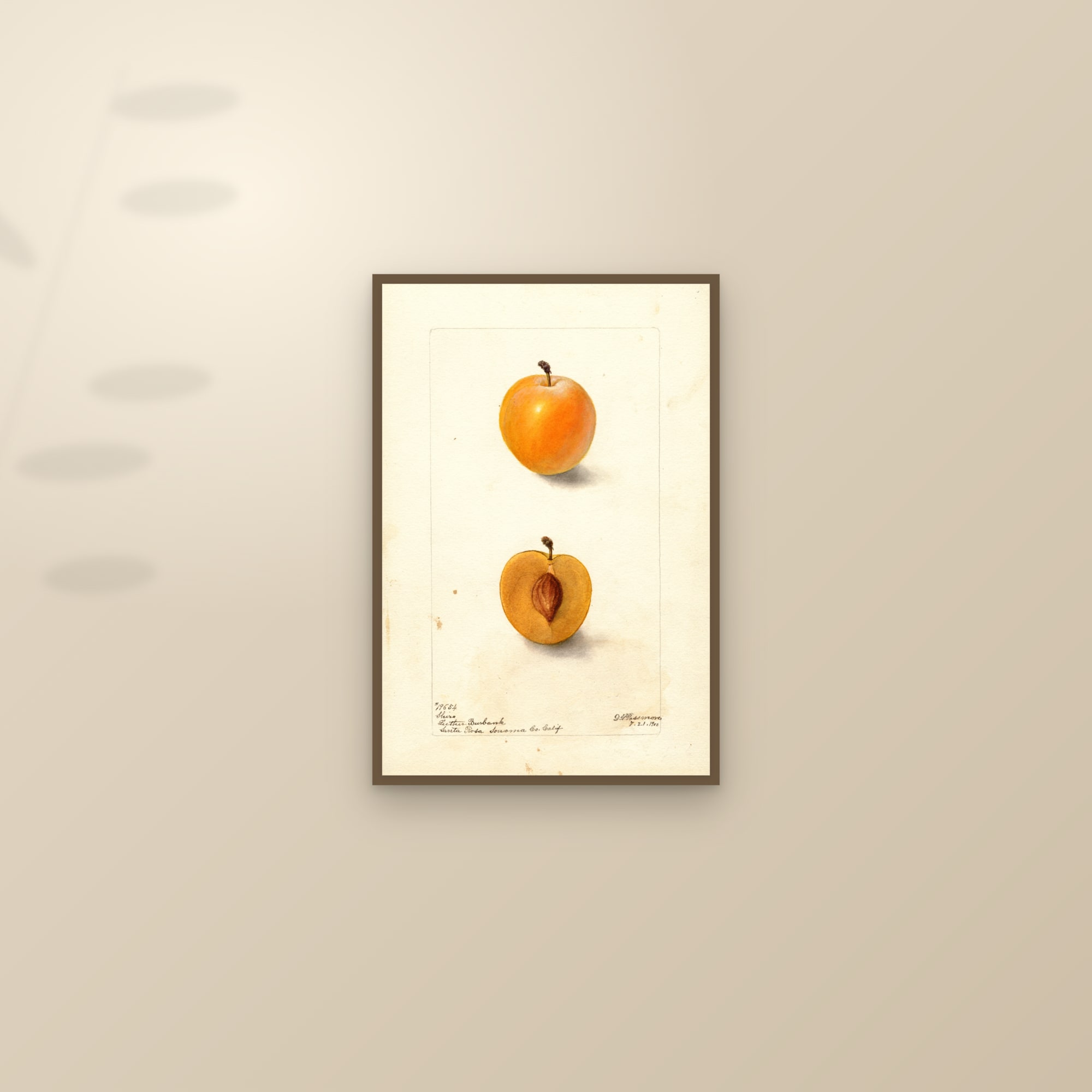 Shiro Plum — framed and styled on a sunlit wall