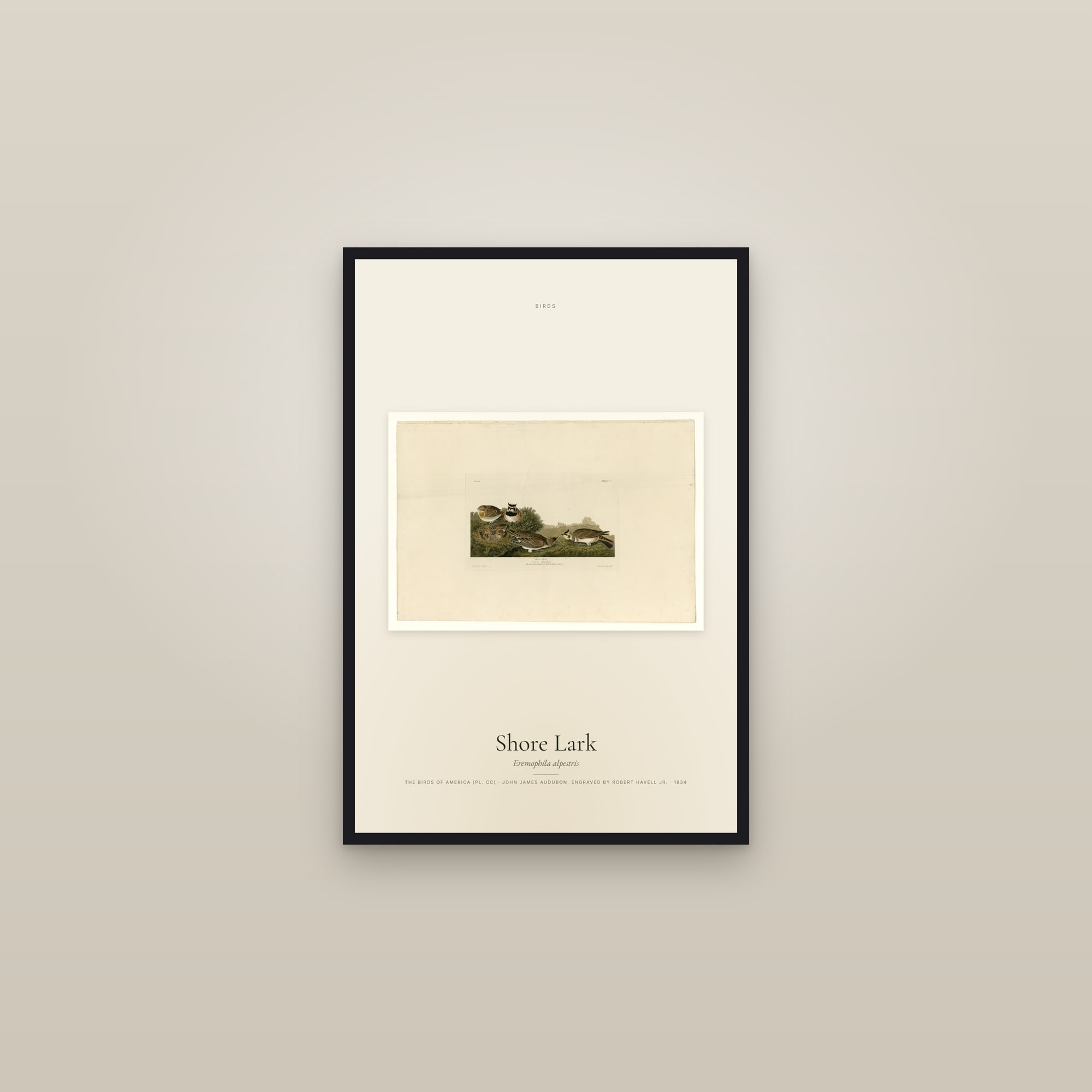 Shore Lark — framed in a gallery setting