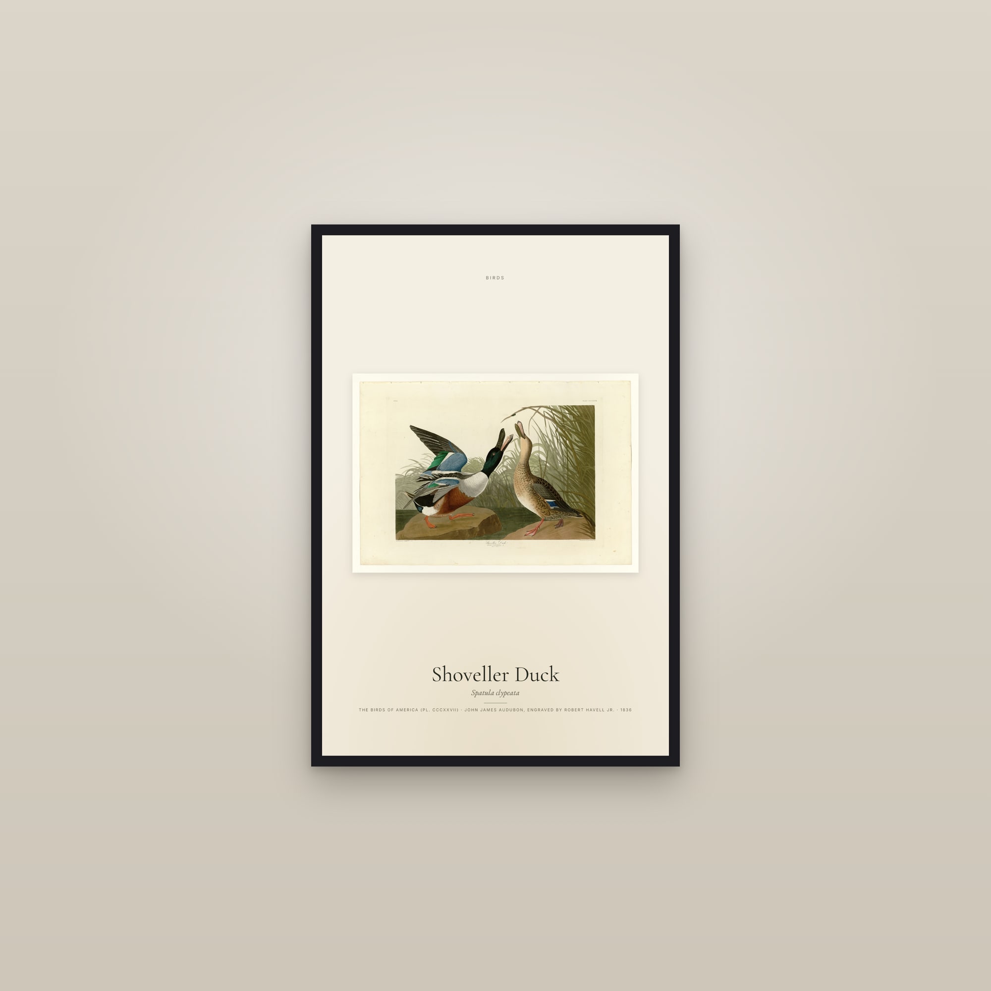 Shoveller Duck — framed in a gallery setting