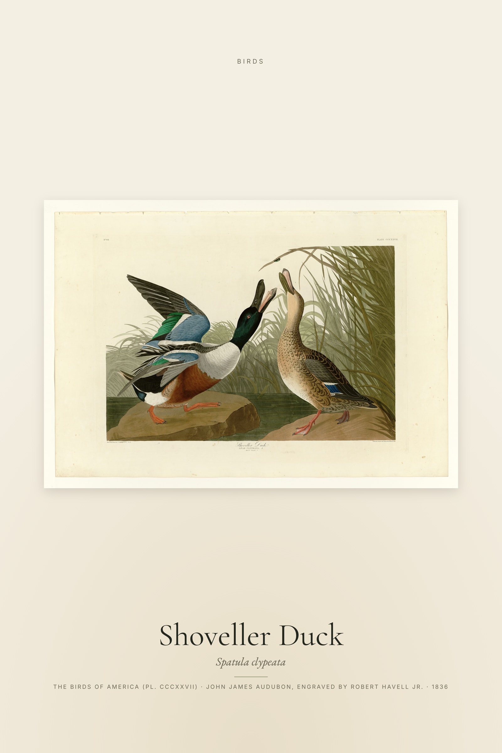 Shoveller Duck