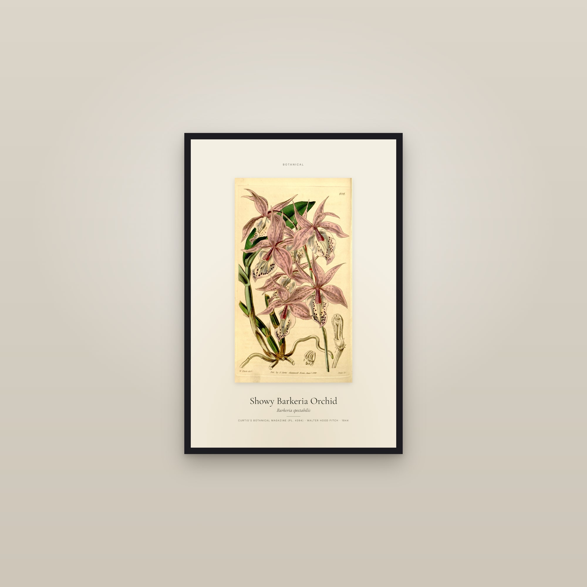 Showy Barkeria Orchid — Specimen — framed in a gallery setting