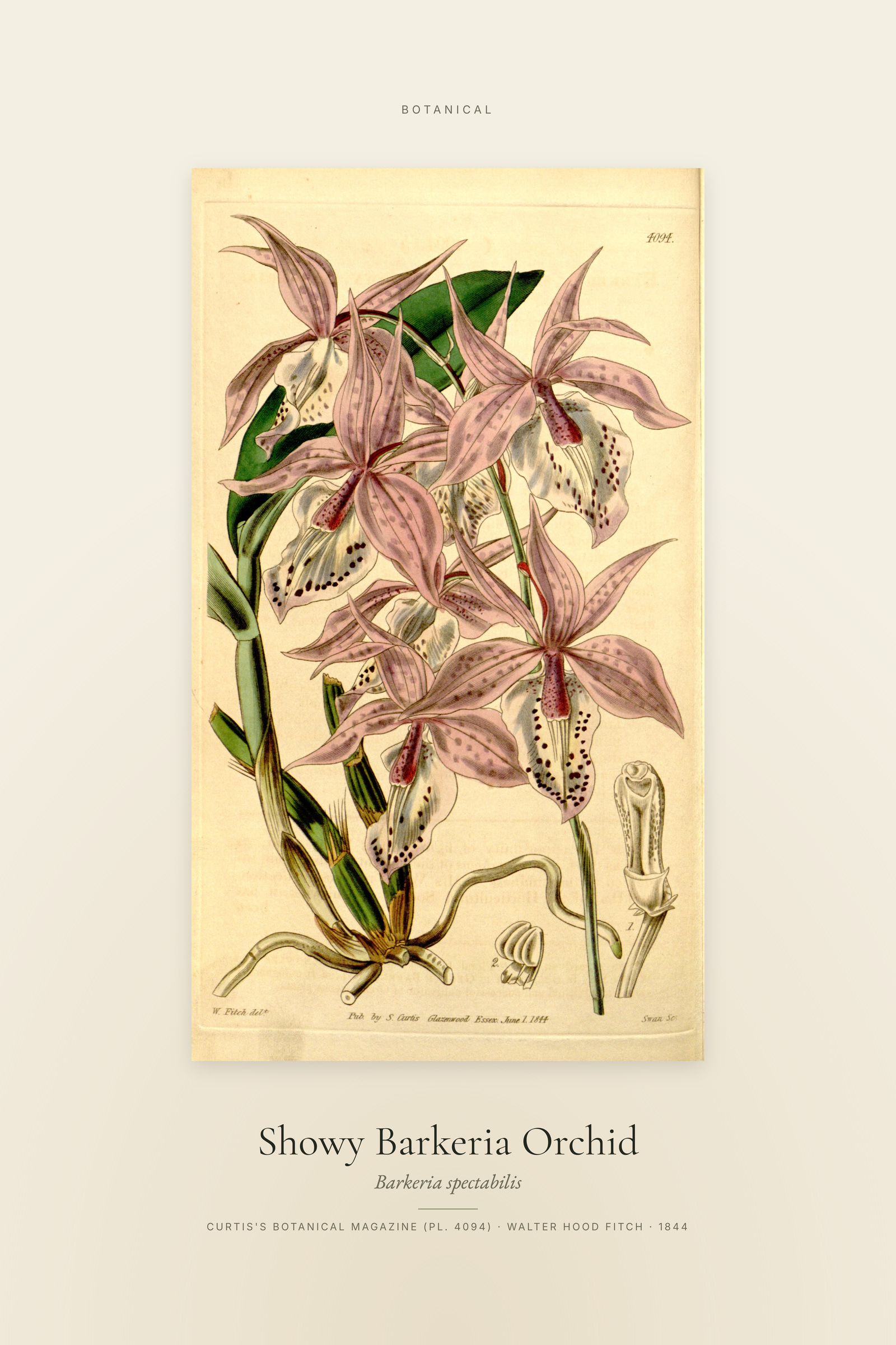 Showy Barkeria Orchid — Specimen
