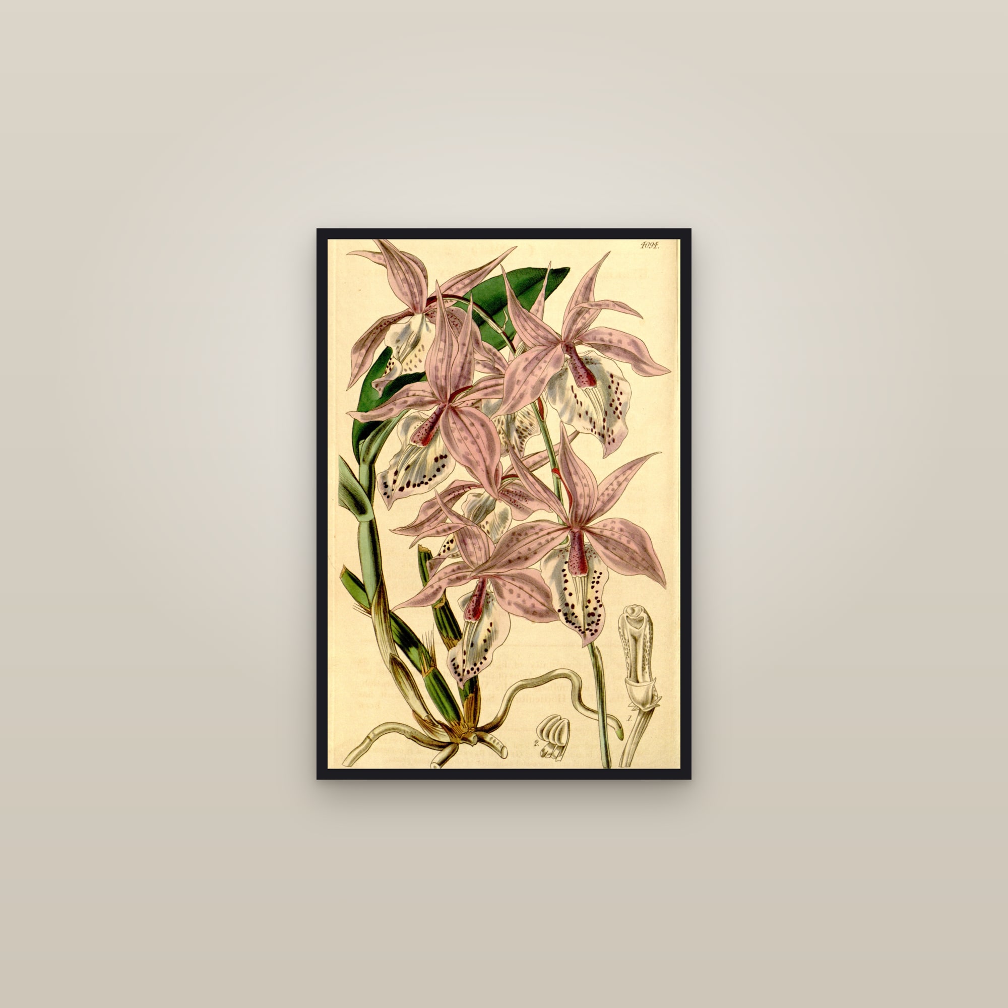 Showy Barkeria Orchid — framed in a gallery setting