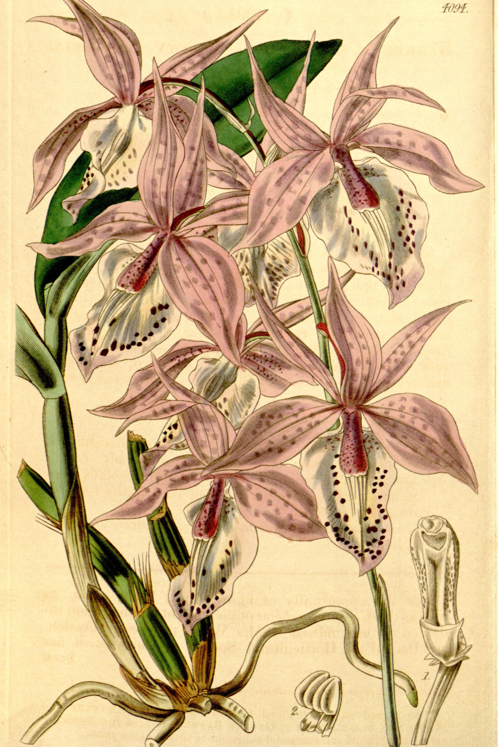 Showy Barkeria Orchid