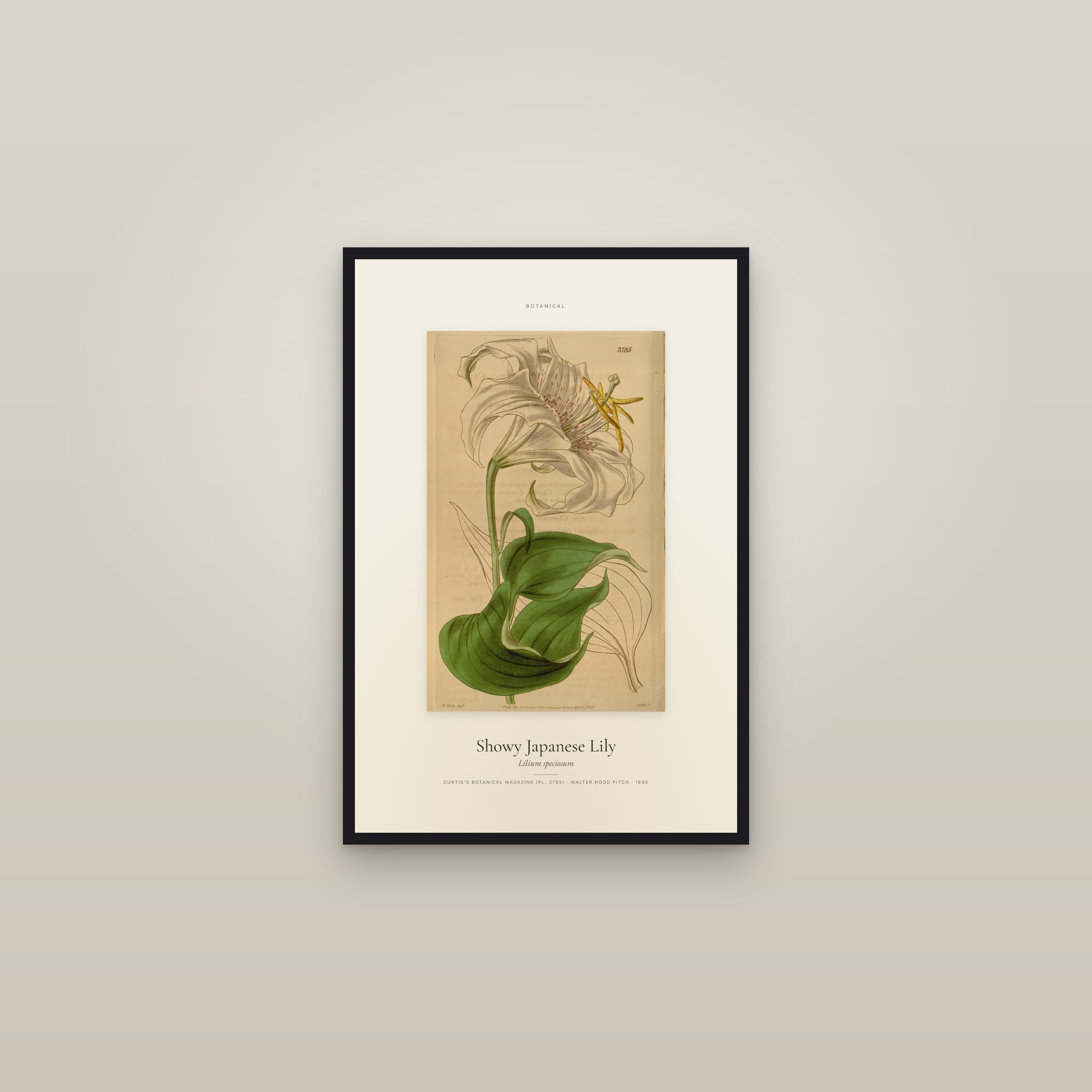 Showy Japanese Lily — Specimen — framed in a gallery setting