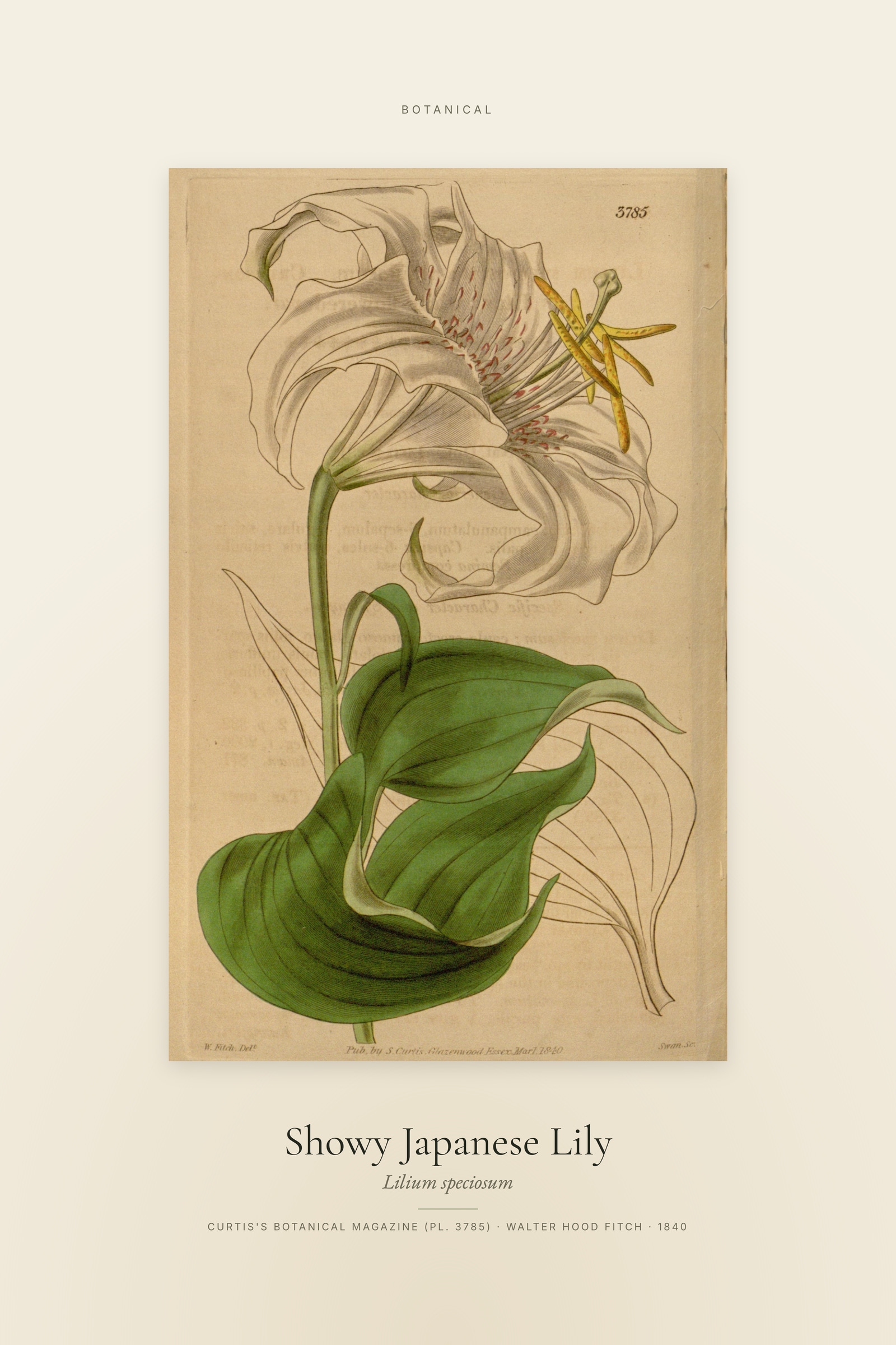 Showy Japanese Lily — Specimen