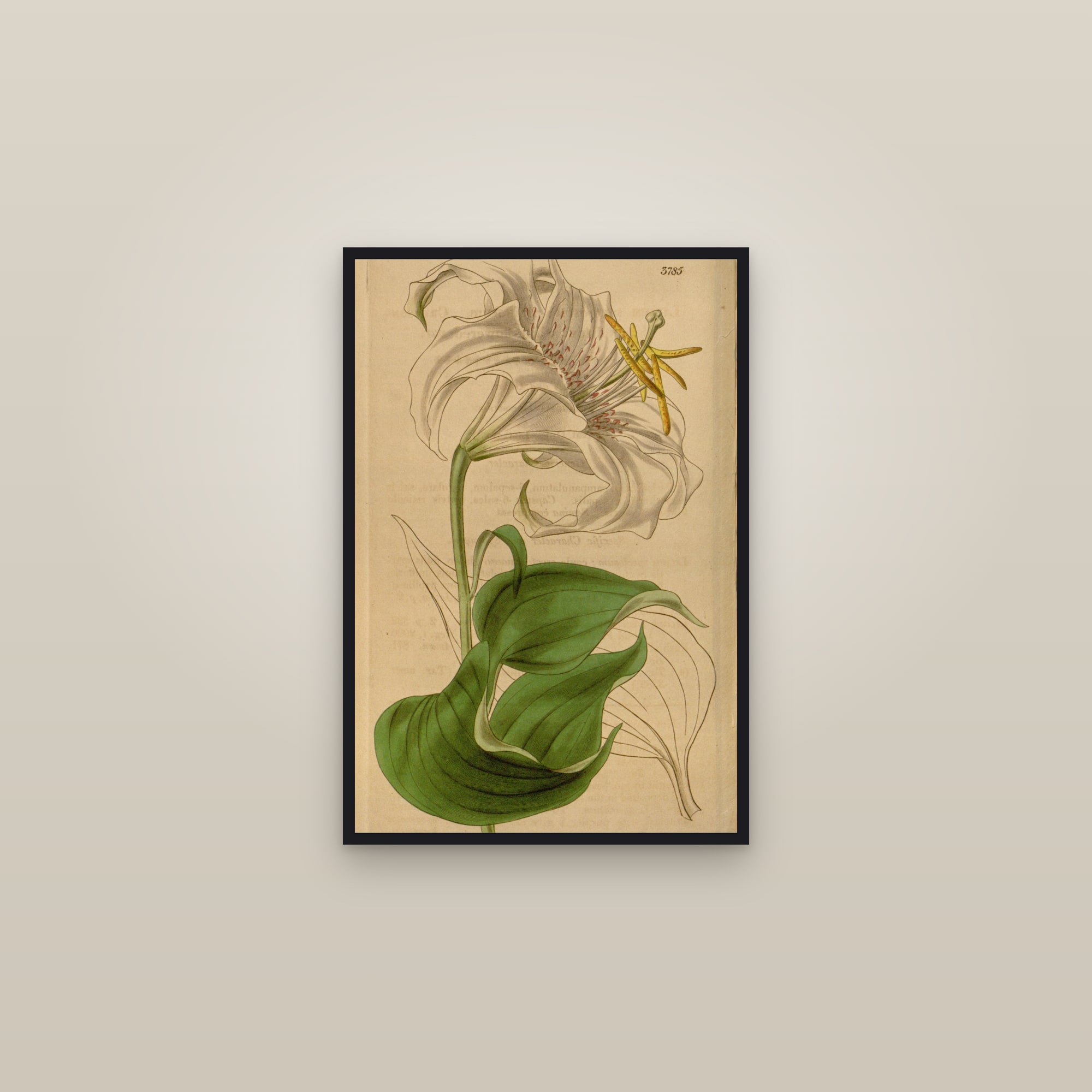 Showy Japanese Lily — framed in a gallery setting