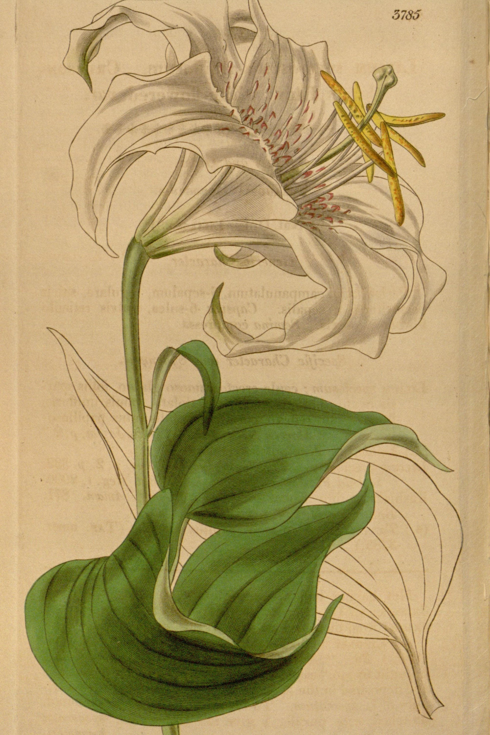 Showy Japanese Lily
