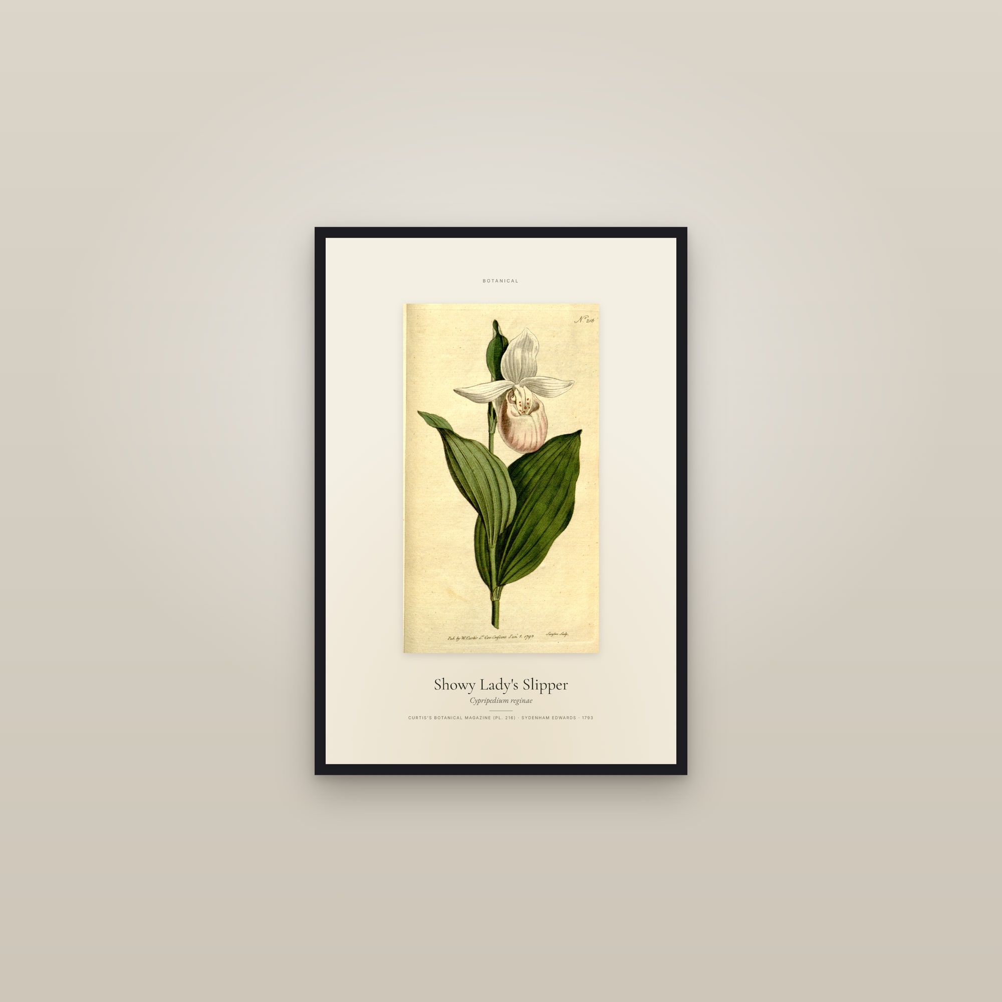 Showy Lady's Slipper — Specimen — framed in a gallery setting
