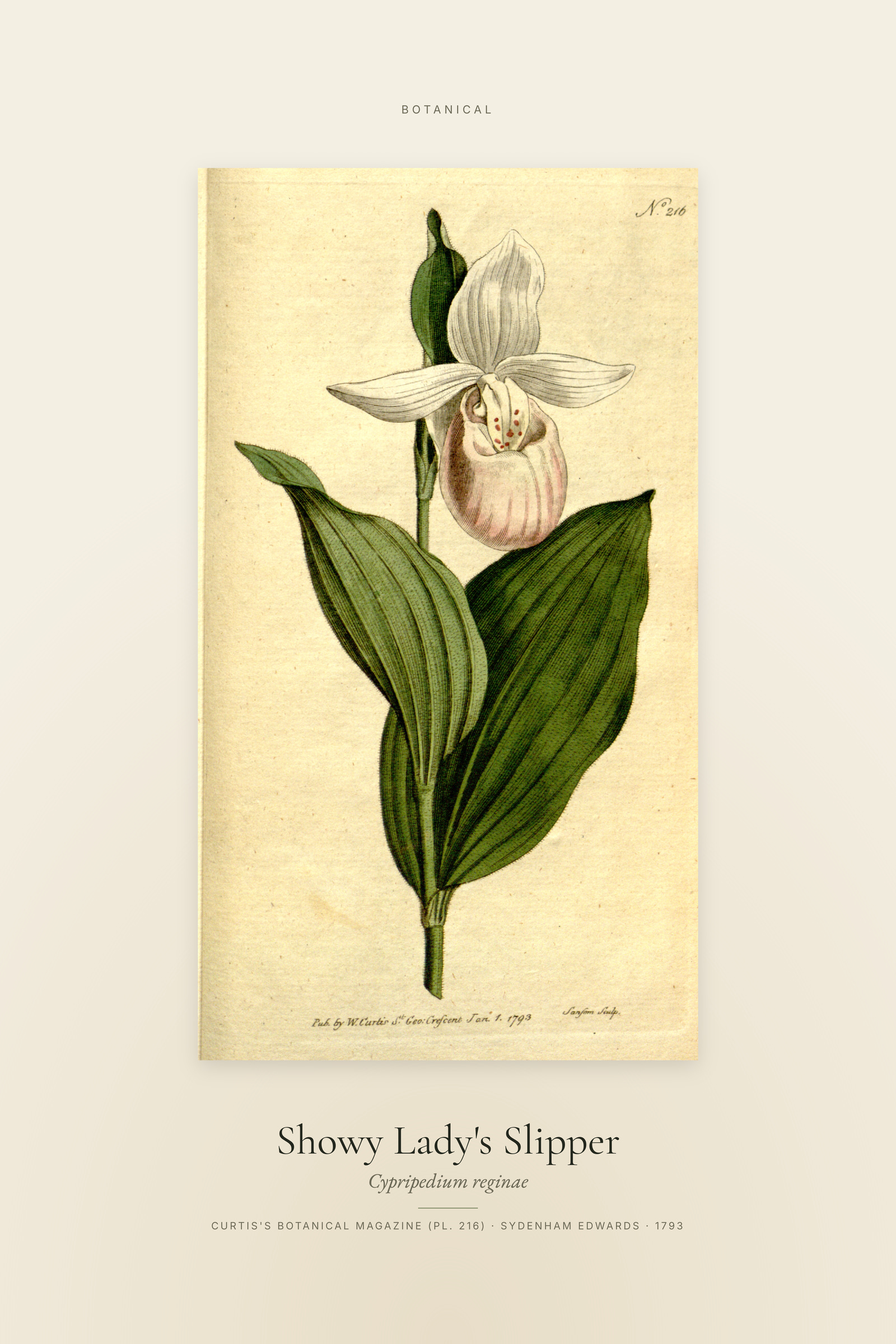 Showy Lady's Slipper — Specimen