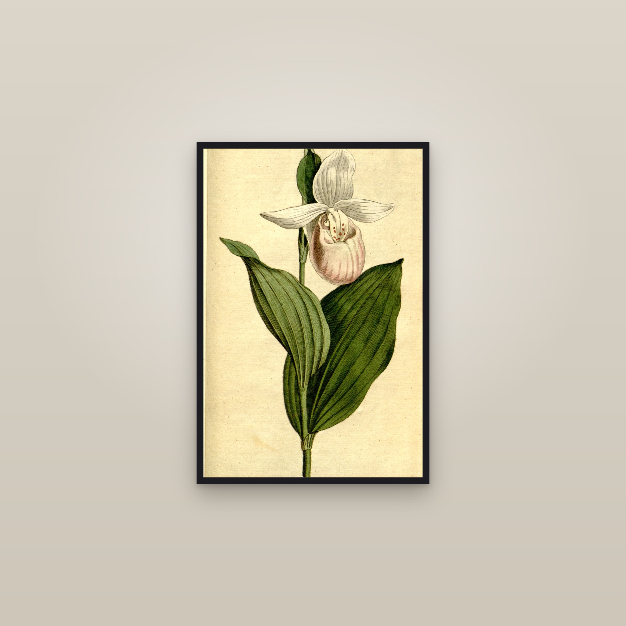Showy Lady's Slipper — framed in a gallery setting
