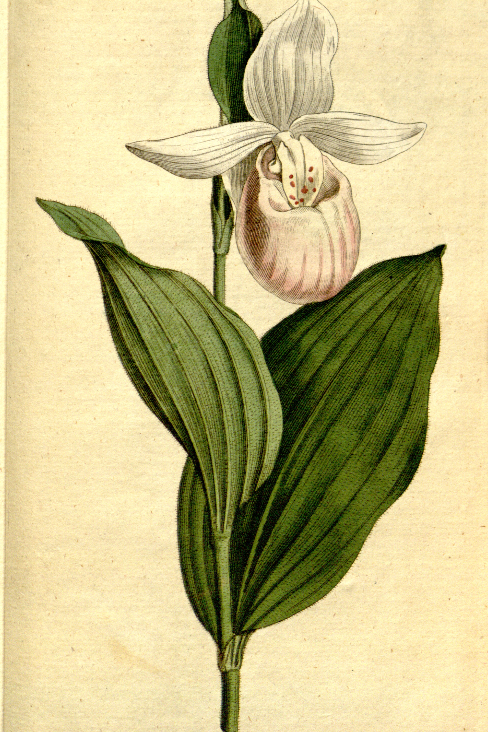 Showy Lady's Slipper