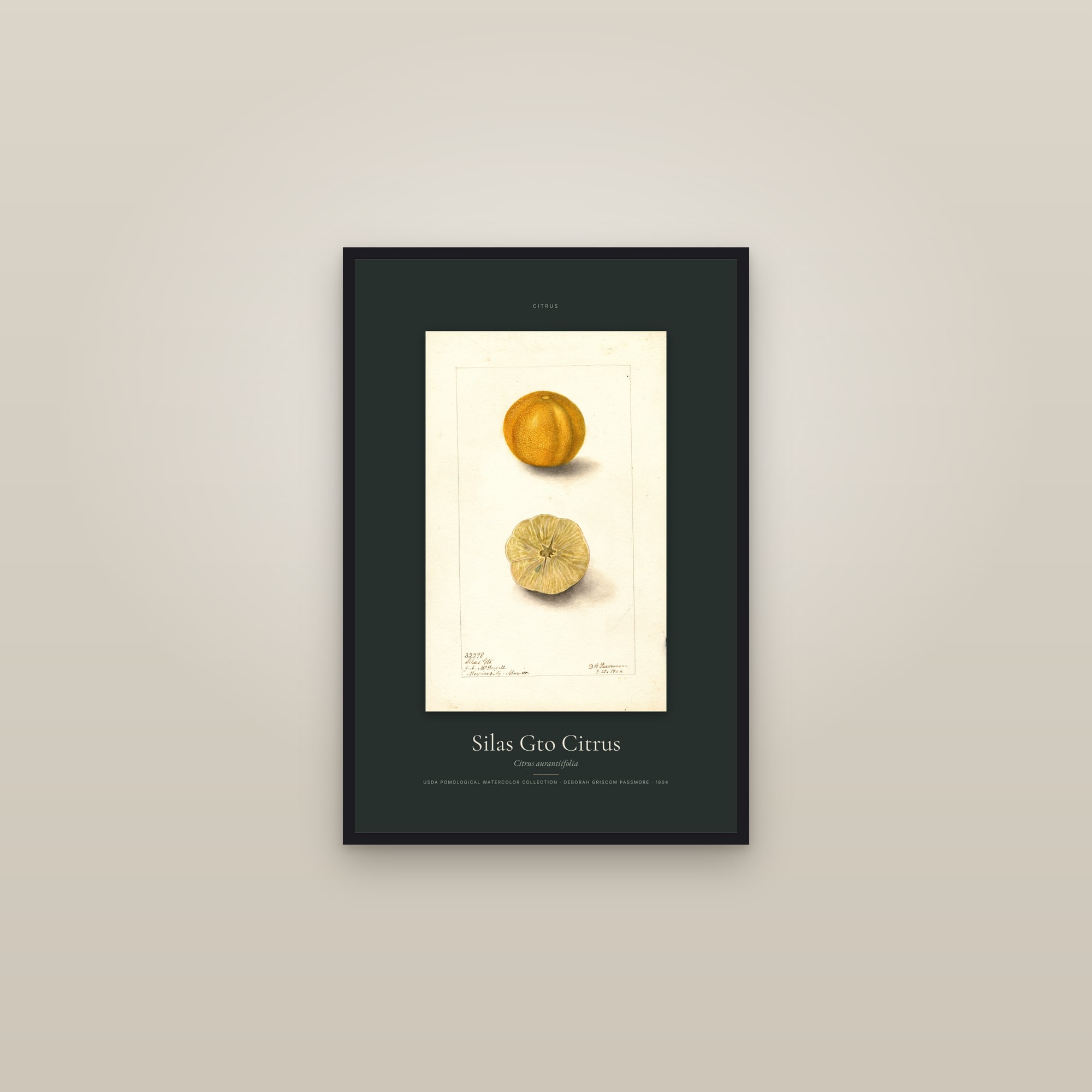 Silas Gto Citrus — Specimen — framed in a gallery setting