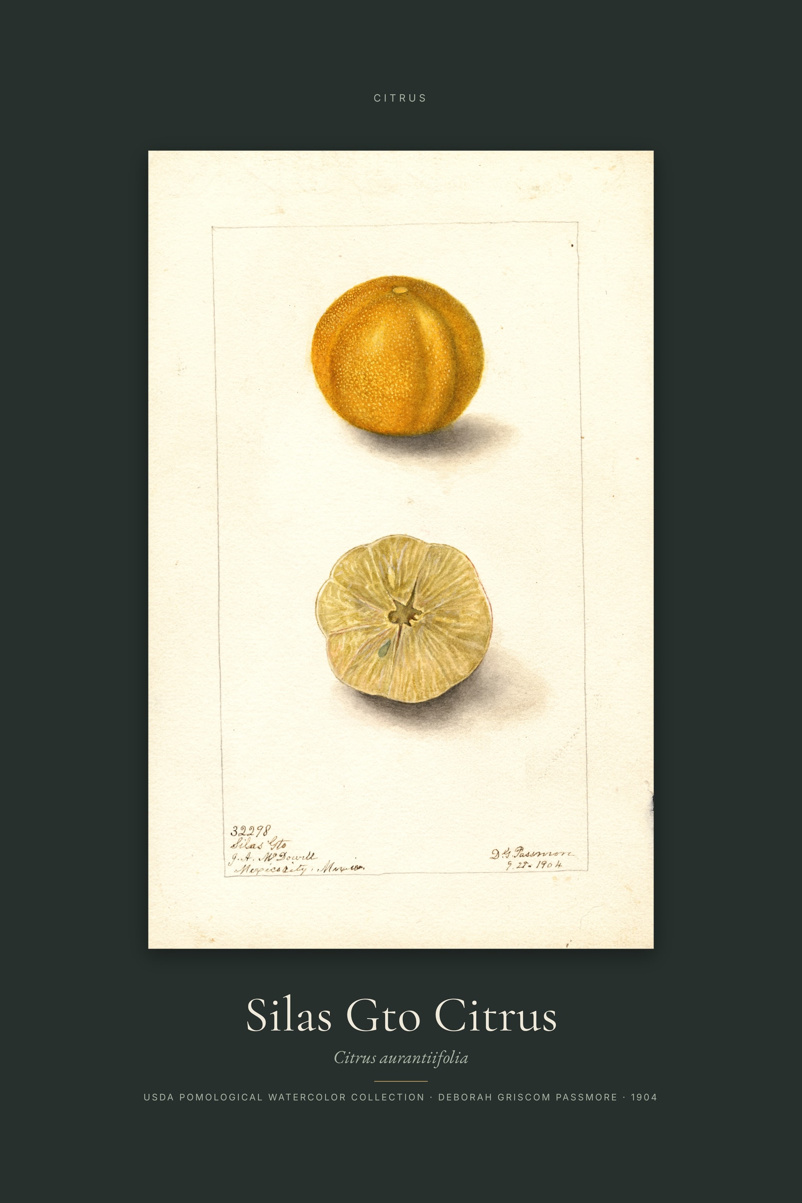 Silas Gto Citrus — Specimen