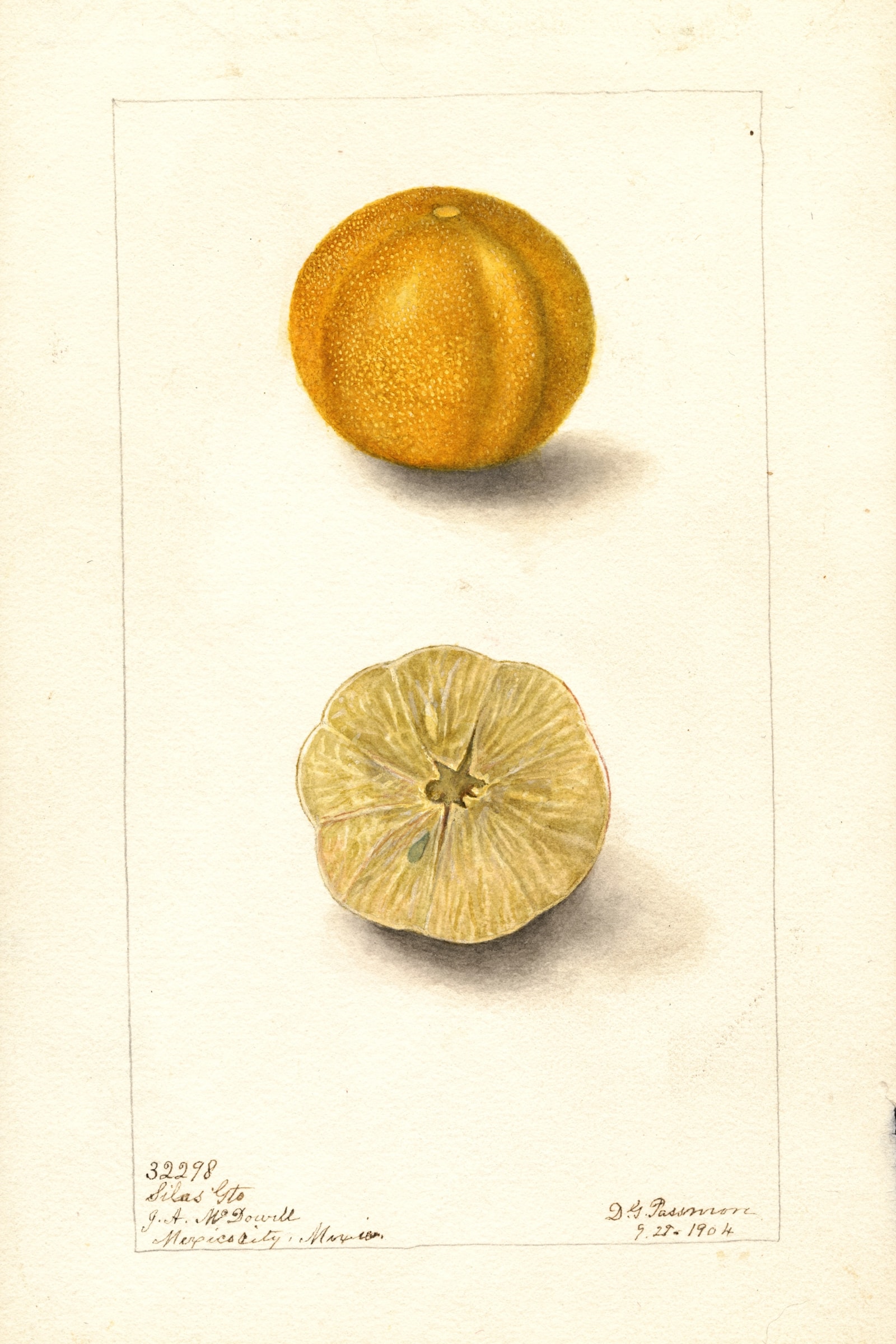 Silas Gto Citrus