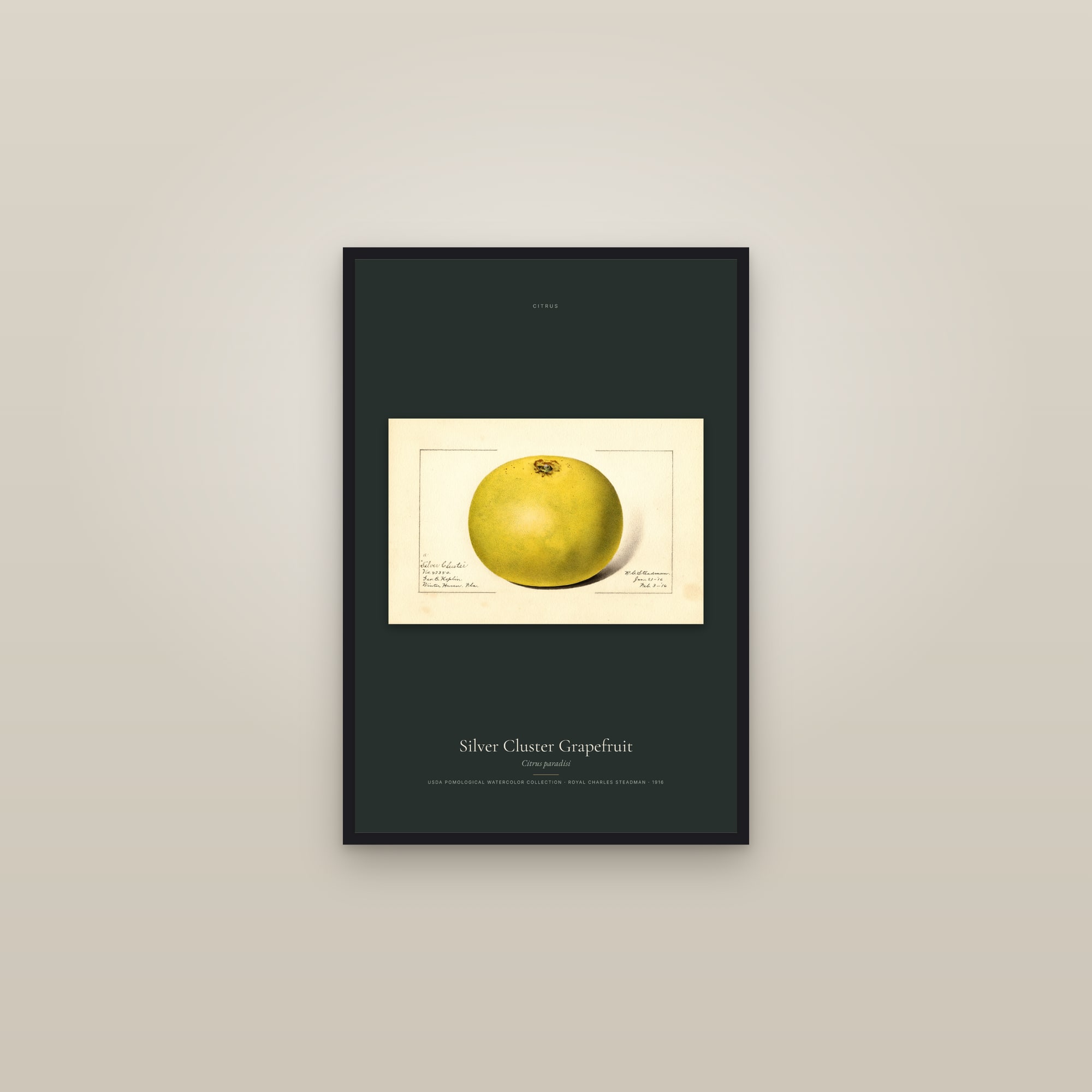 Silver Cluster Grapefruit — framed in a gallery setting