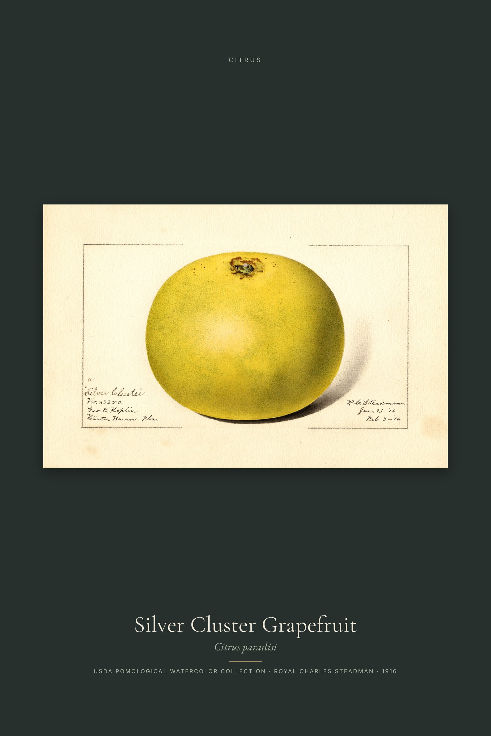 Silver Cluster Grapefruit