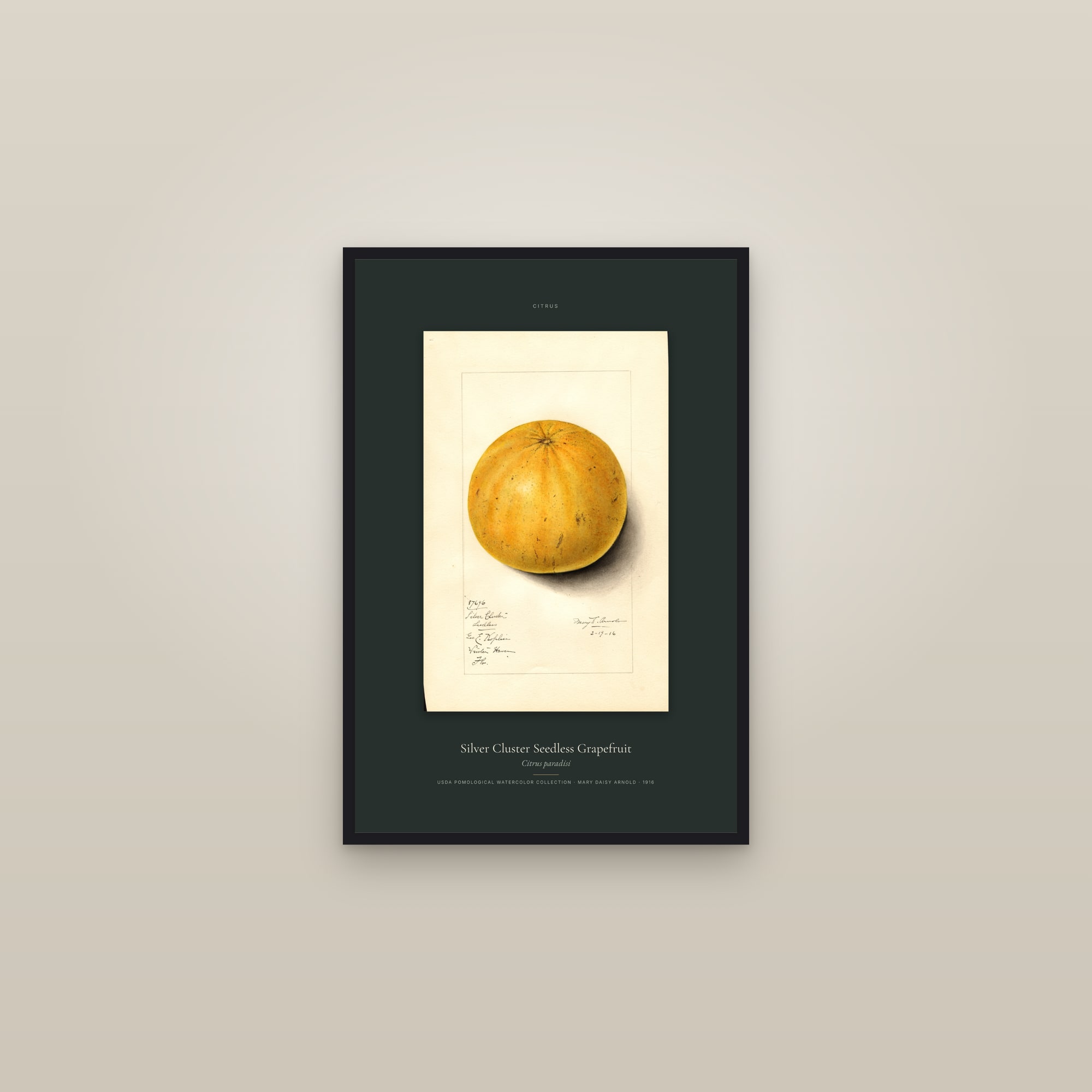 Silver Cluster Seedless Grapefruit — Specimen — framed in a gallery setting