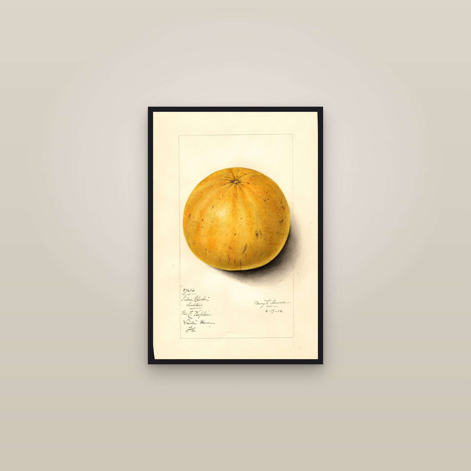 Silver Cluster Seedless Grapefruit — framed in a gallery setting