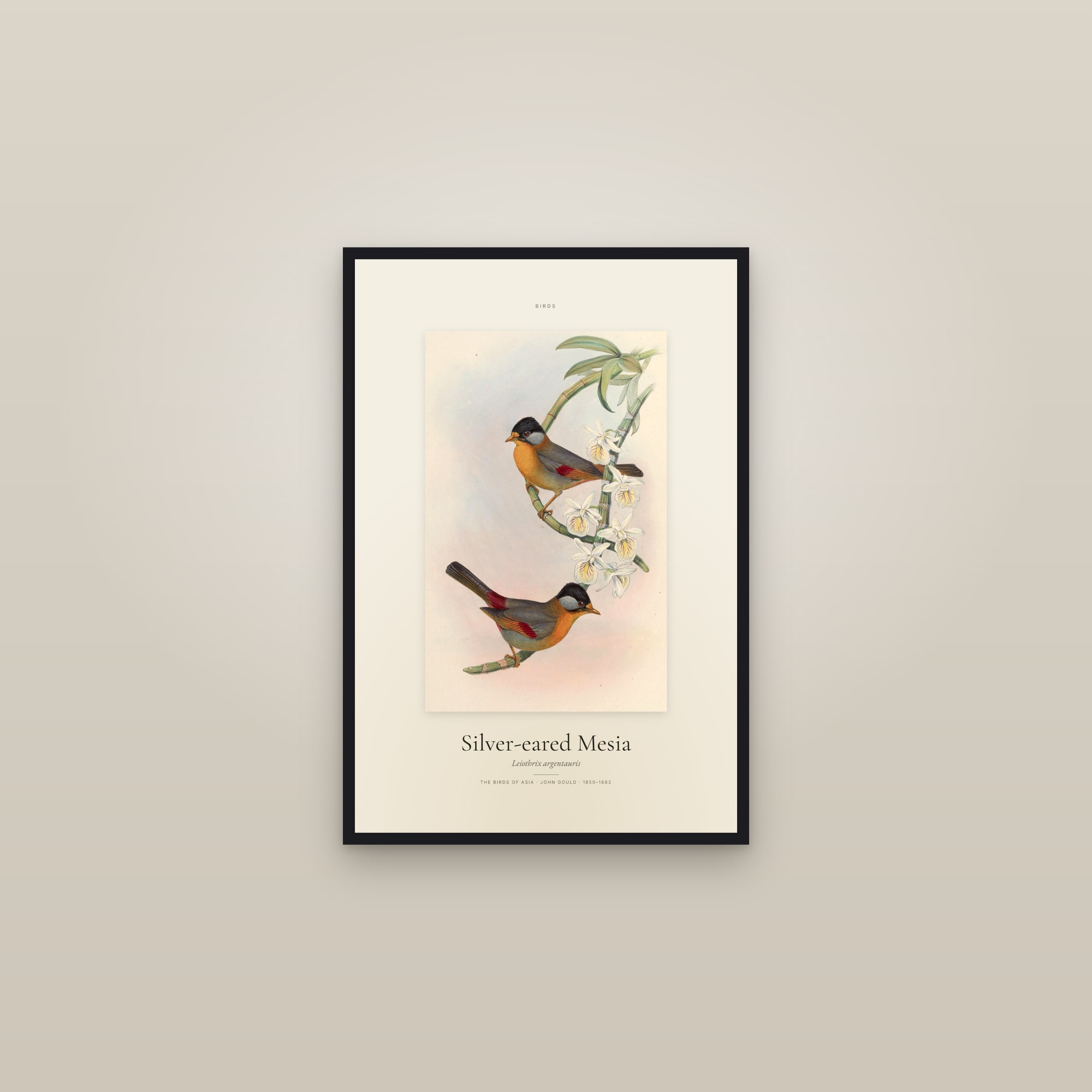 Silver-eared Mesia — Specimen — framed in a gallery setting