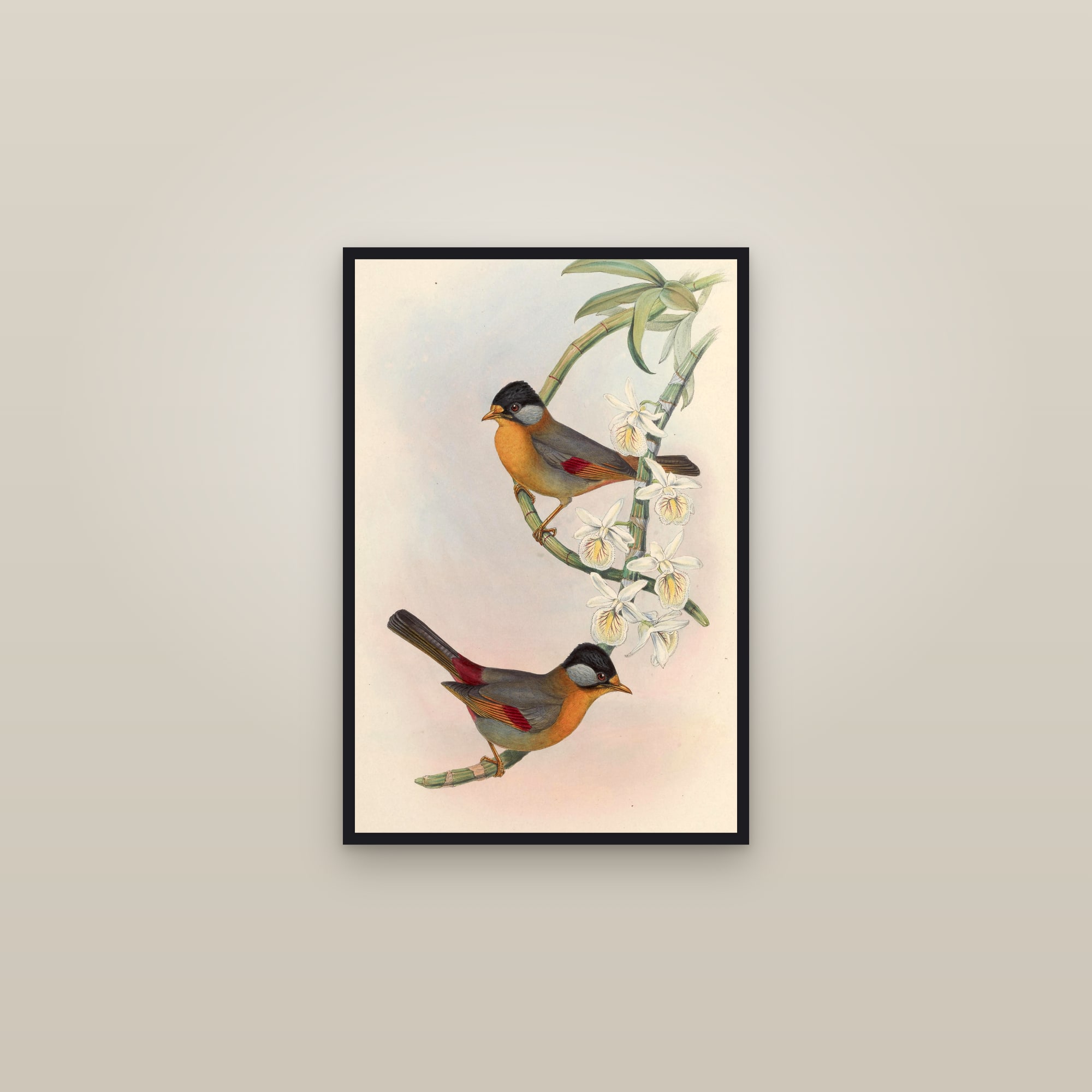 Silver-eared Mesia — framed in a gallery setting