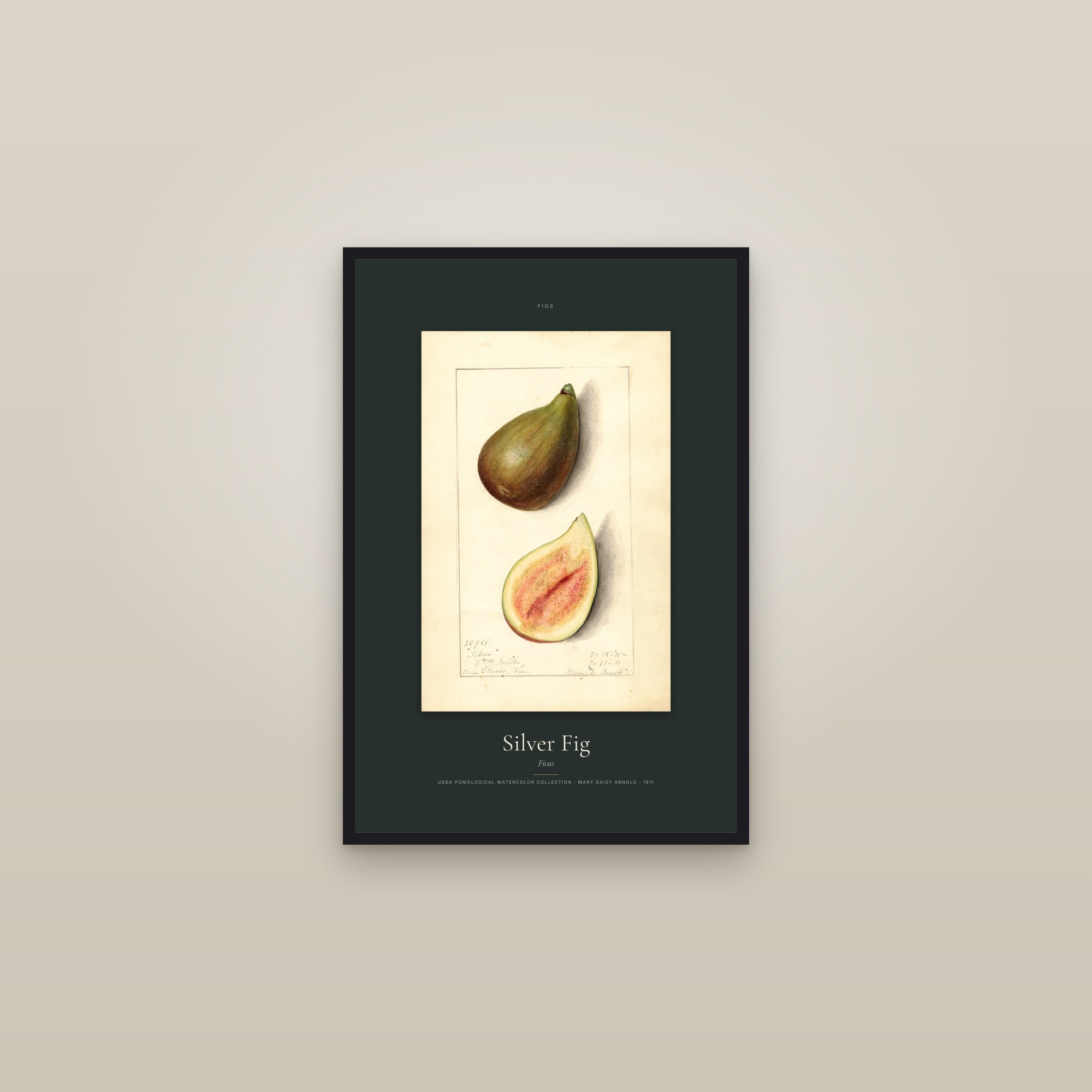 Silver Fig — Specimen — framed in a gallery setting