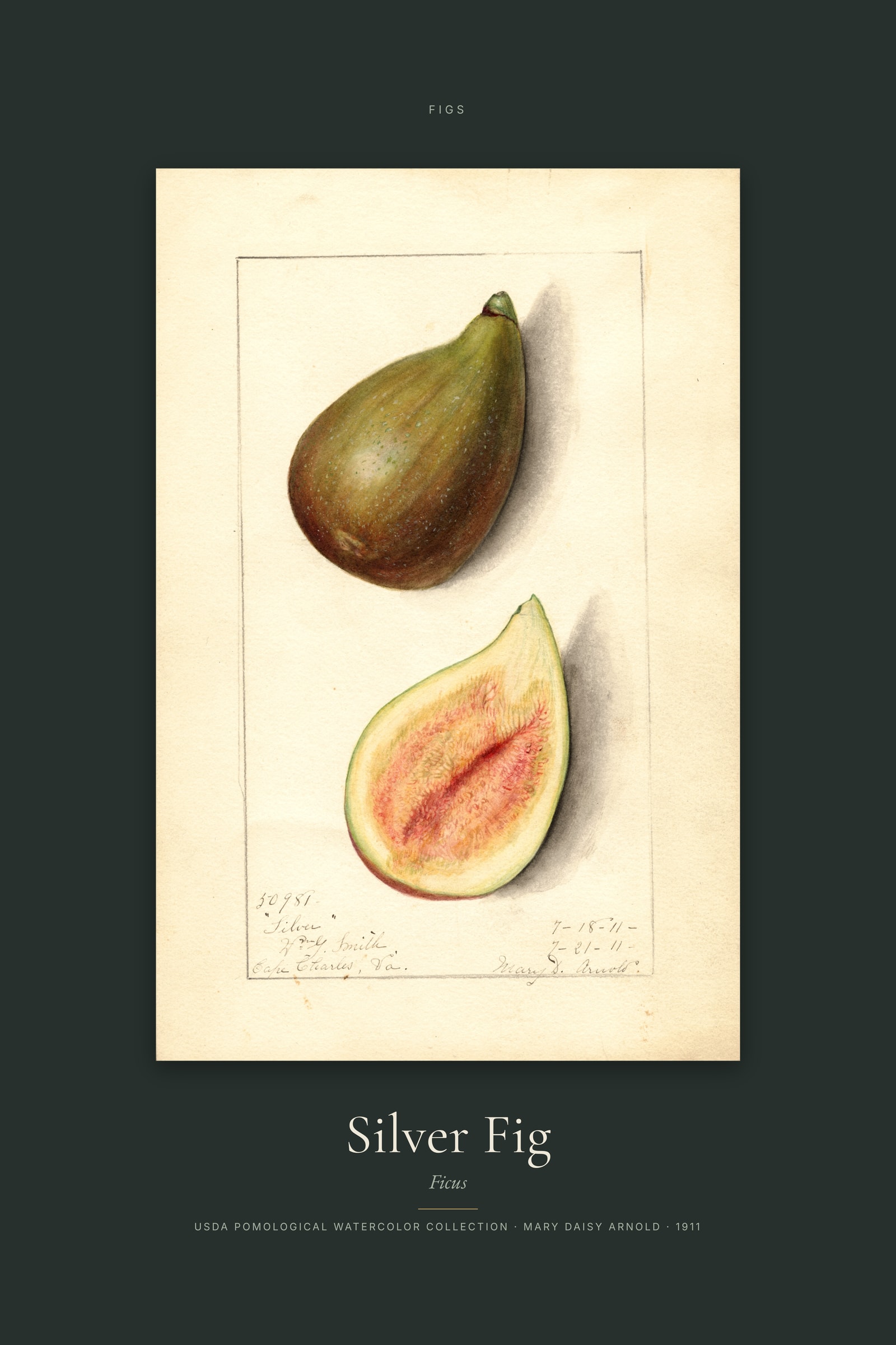 Silver Fig — Specimen