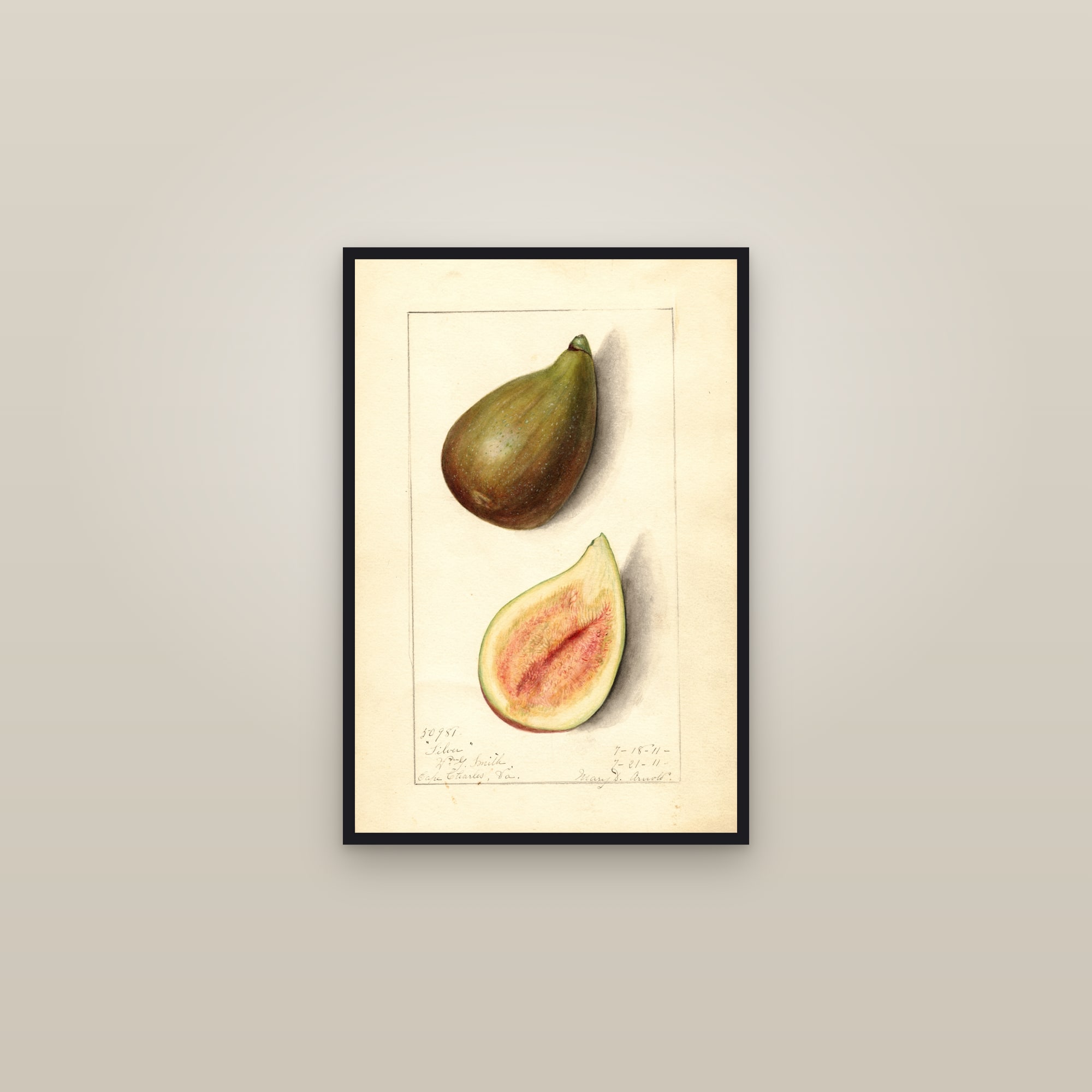 Silver Fig — framed in a gallery setting