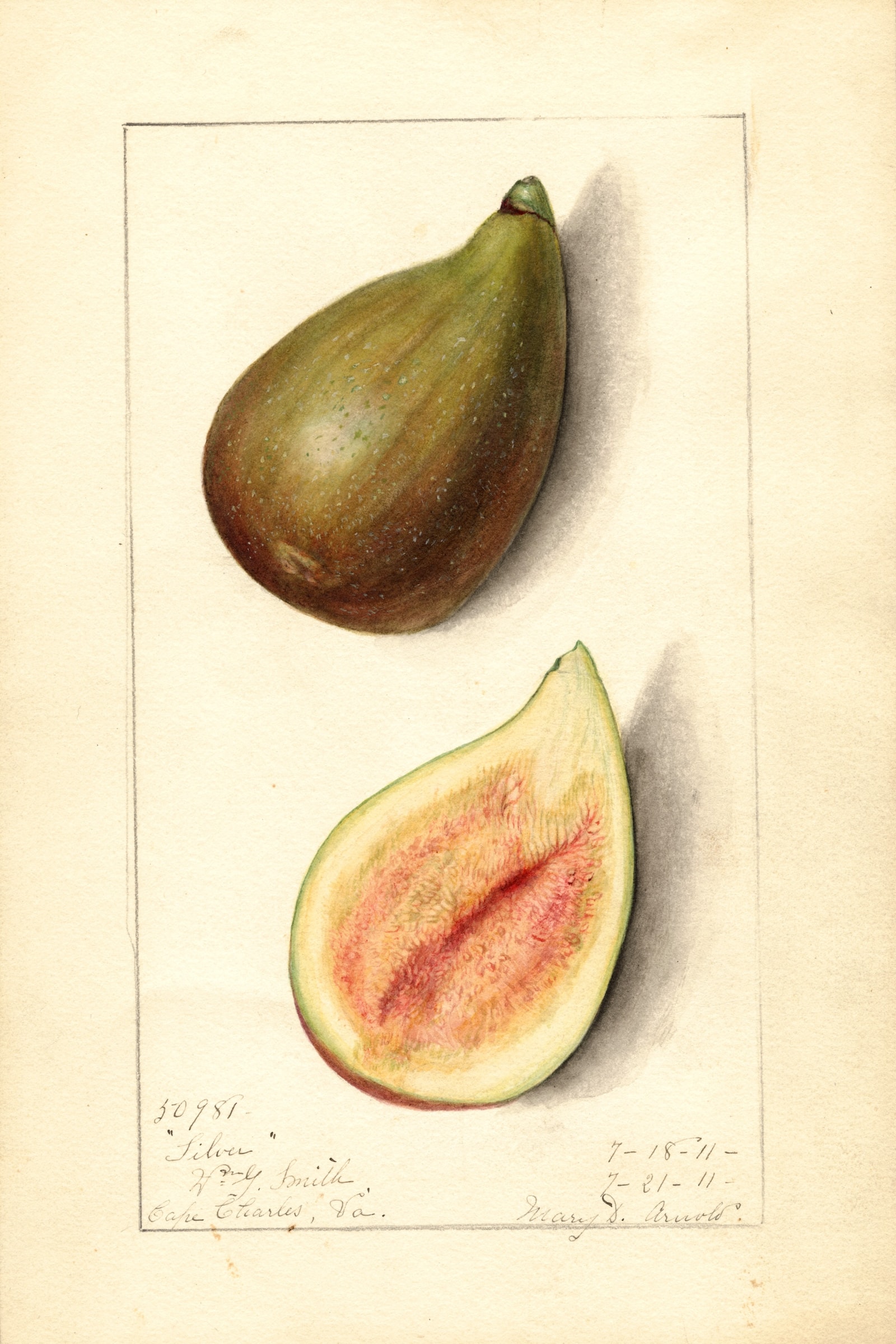 Silver Fig
