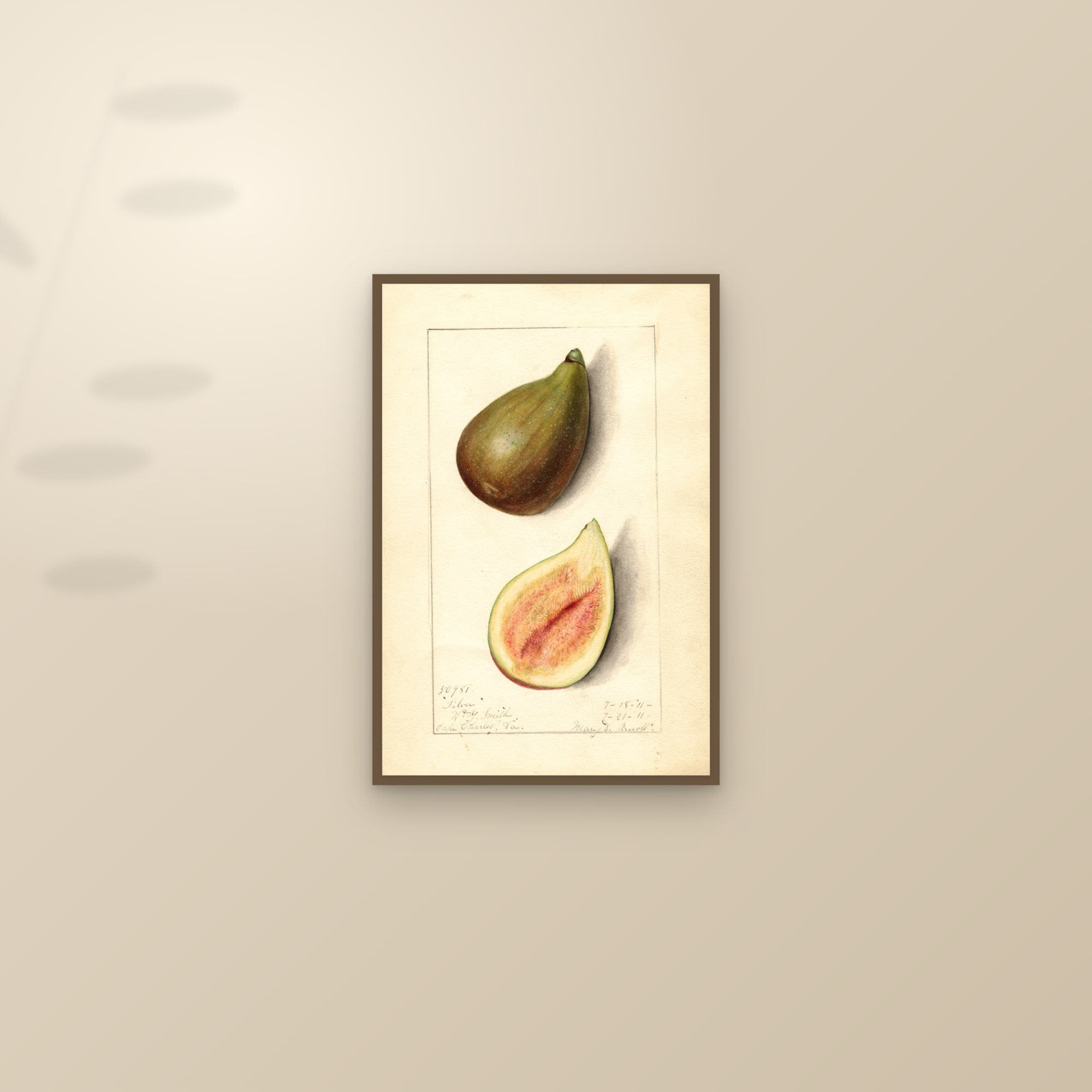Silver Fig — framed and styled on a sunlit wall
