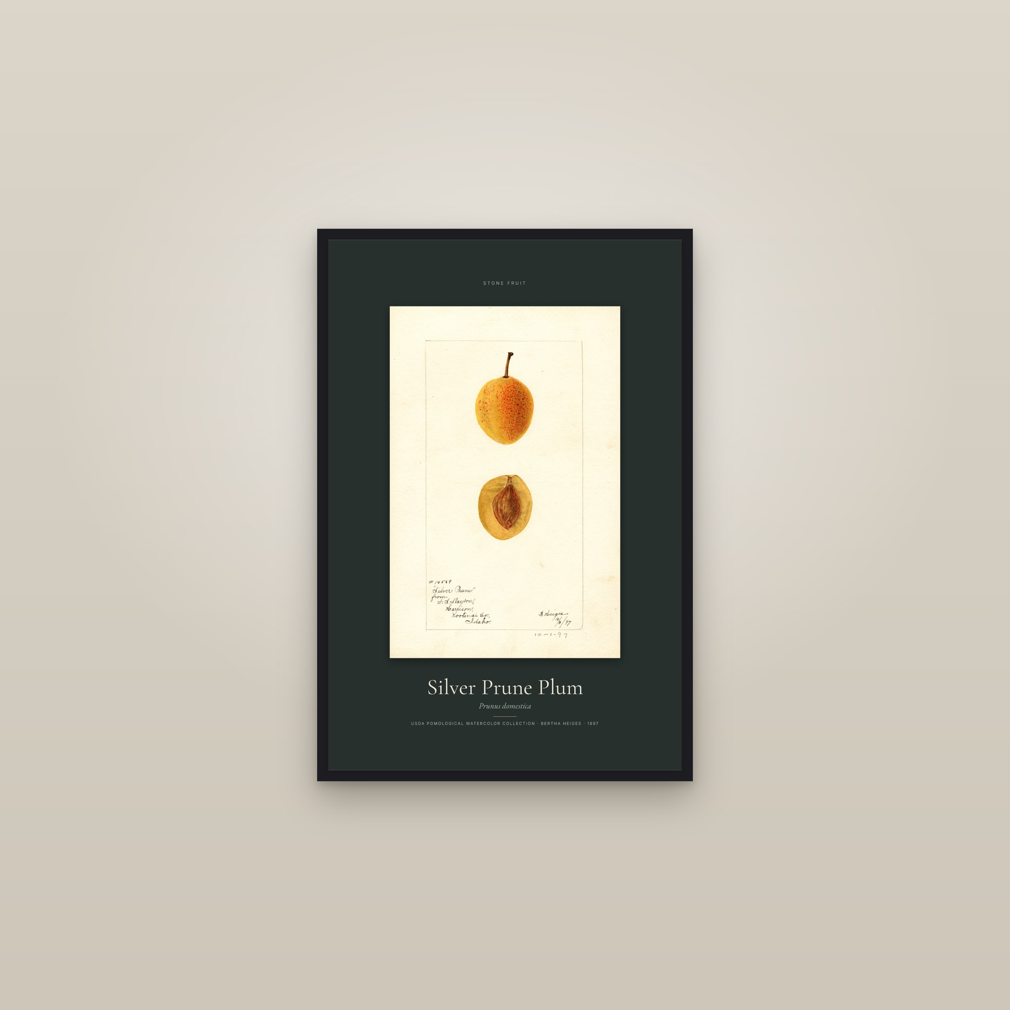 Silver Prune Plum — Specimen — framed in a gallery setting