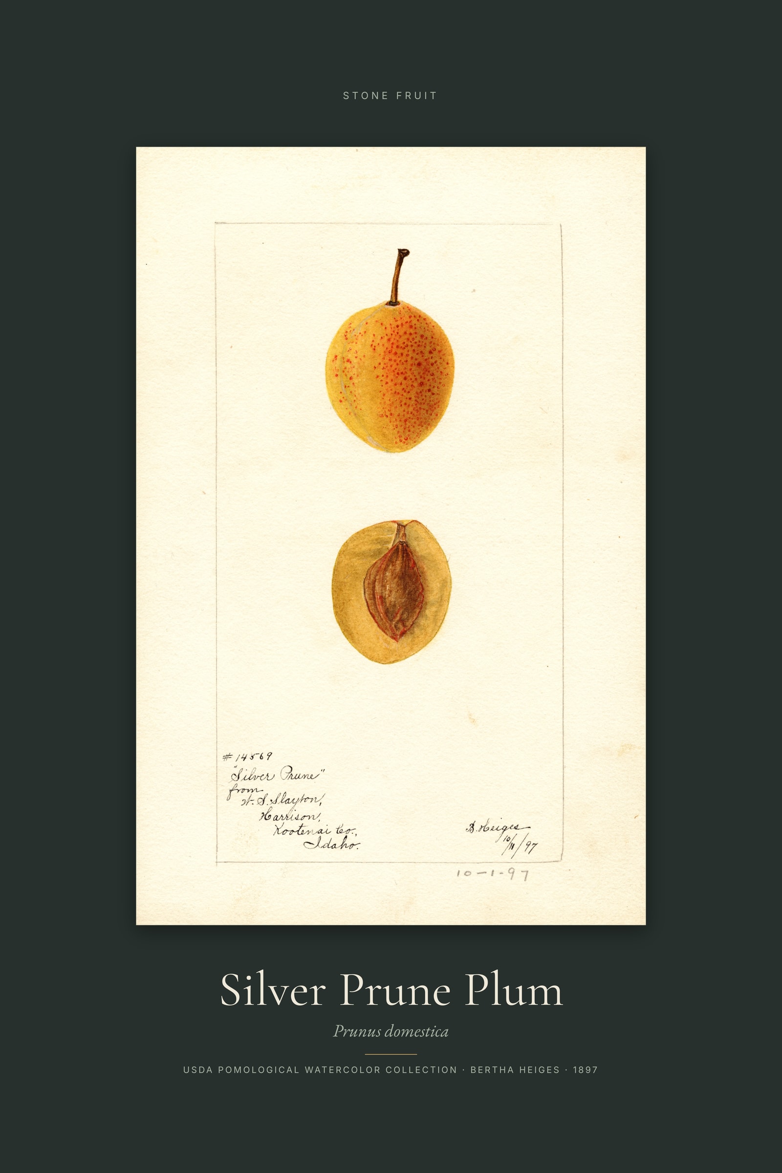 Silver Prune Plum — Specimen