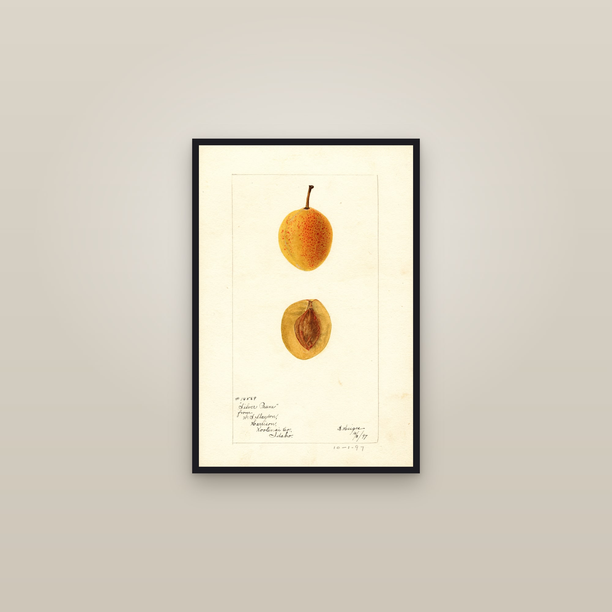 Silver Prune Plum — framed in a gallery setting
